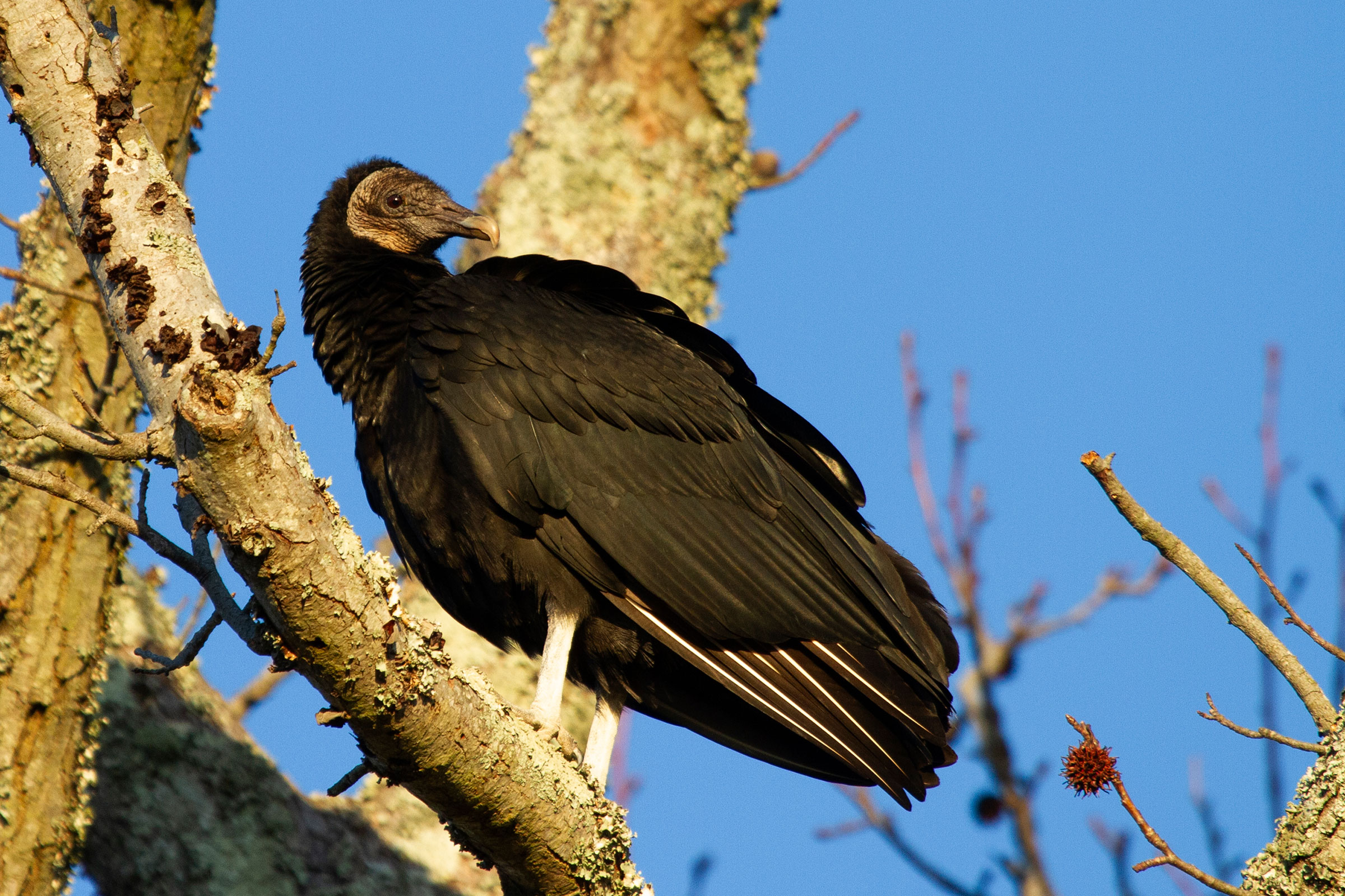 Black Vulture - Adult, photo by Diane Lepkowski