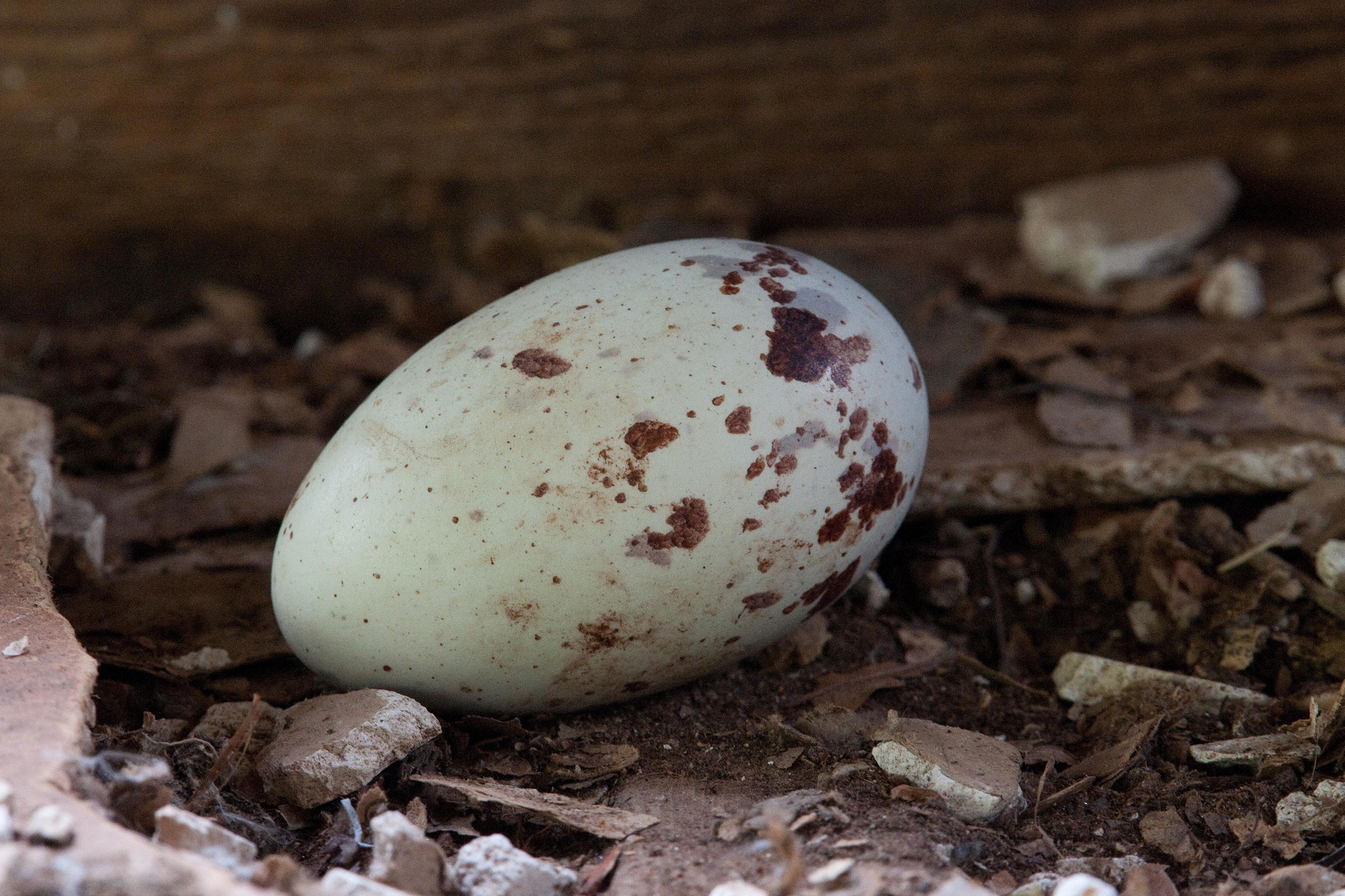 Black Vulture - nest egg, photo by Janis Stone