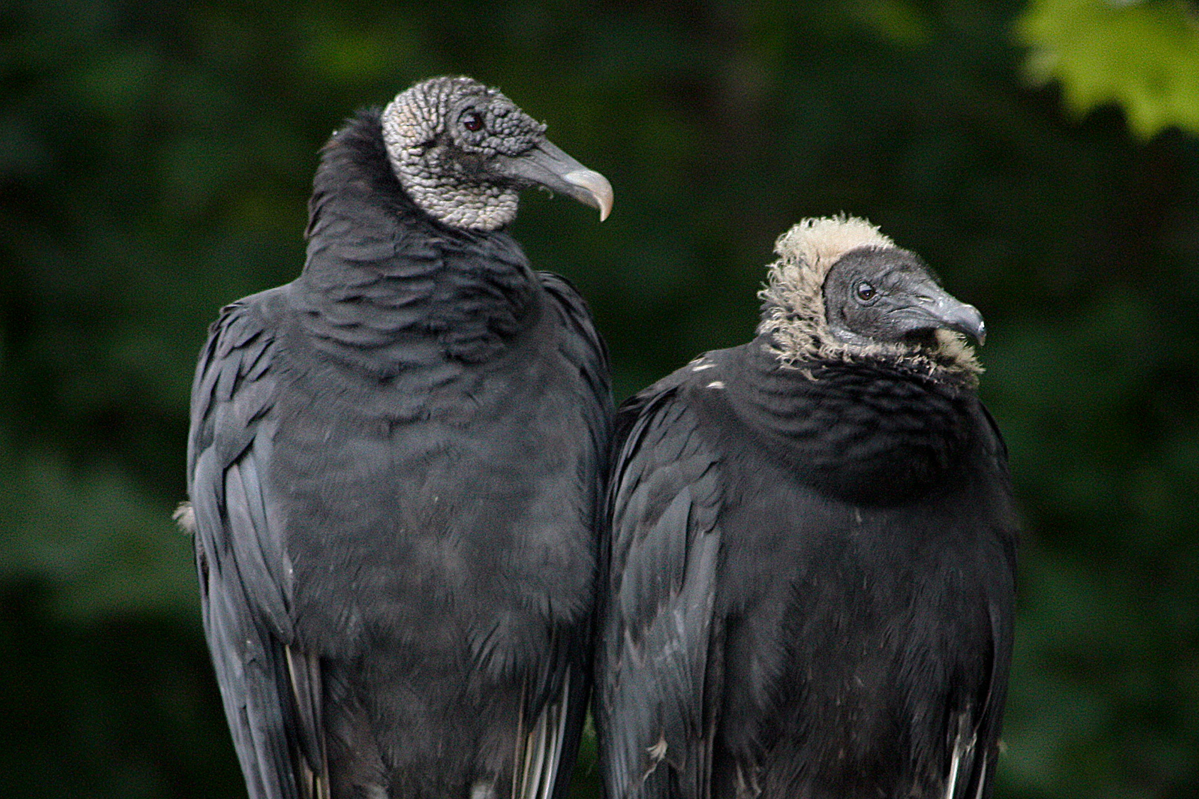 Black Vulture - Adult with young, photo by Todd Kiraly