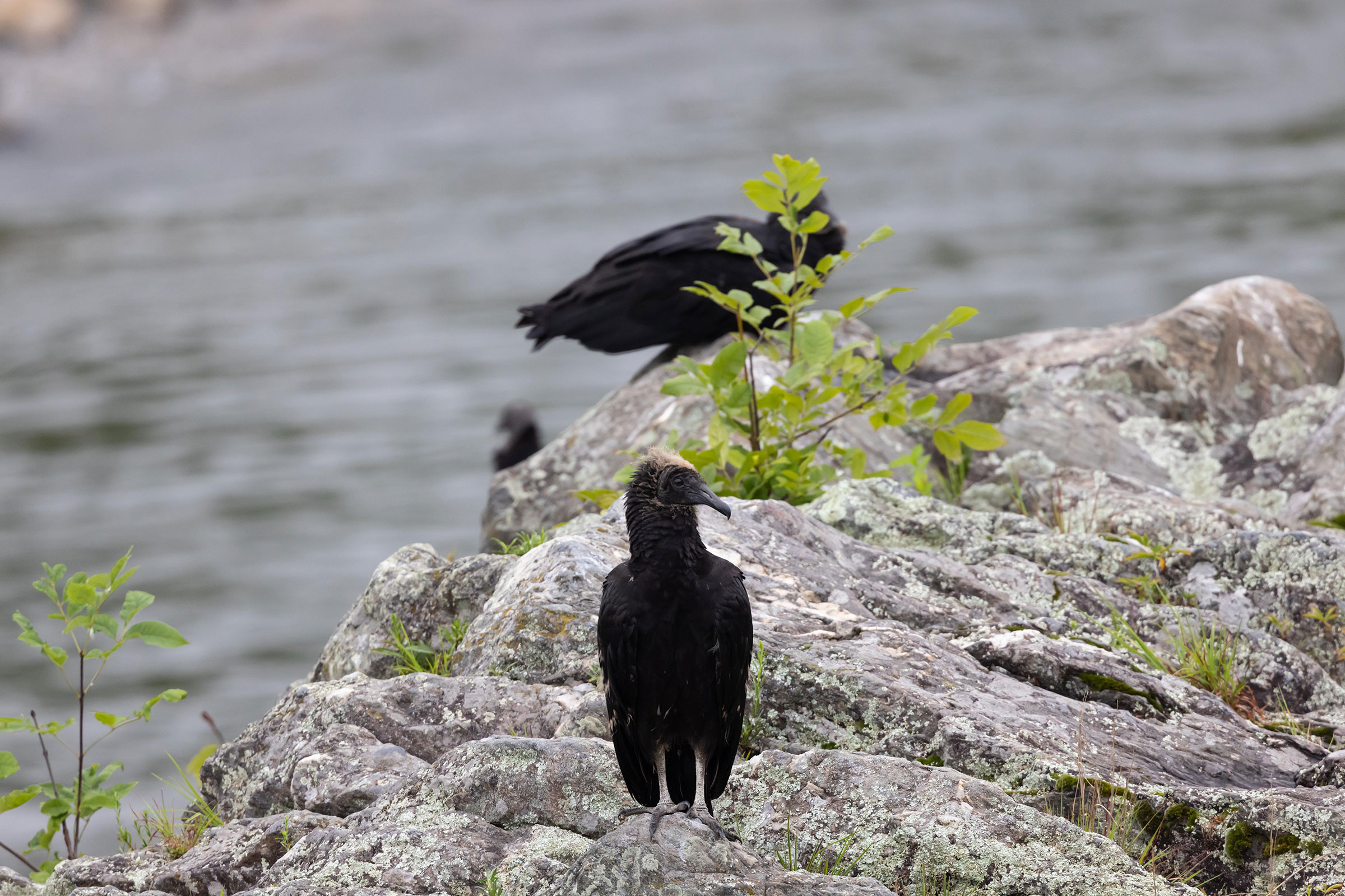 Black Vulture - Immature, photo by Janis Stone