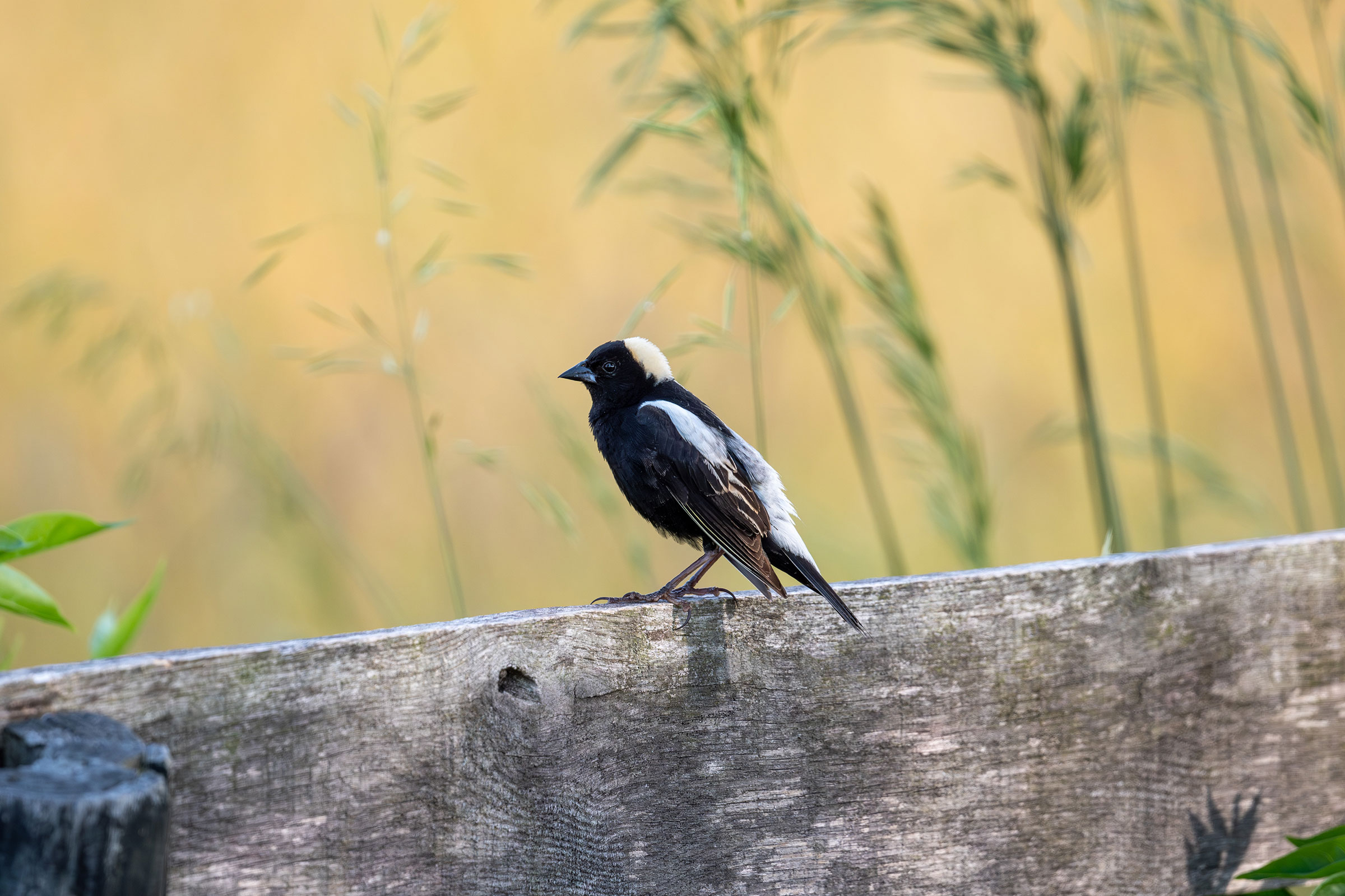Bobolink - Adult male, photo by Joe Mahaffey