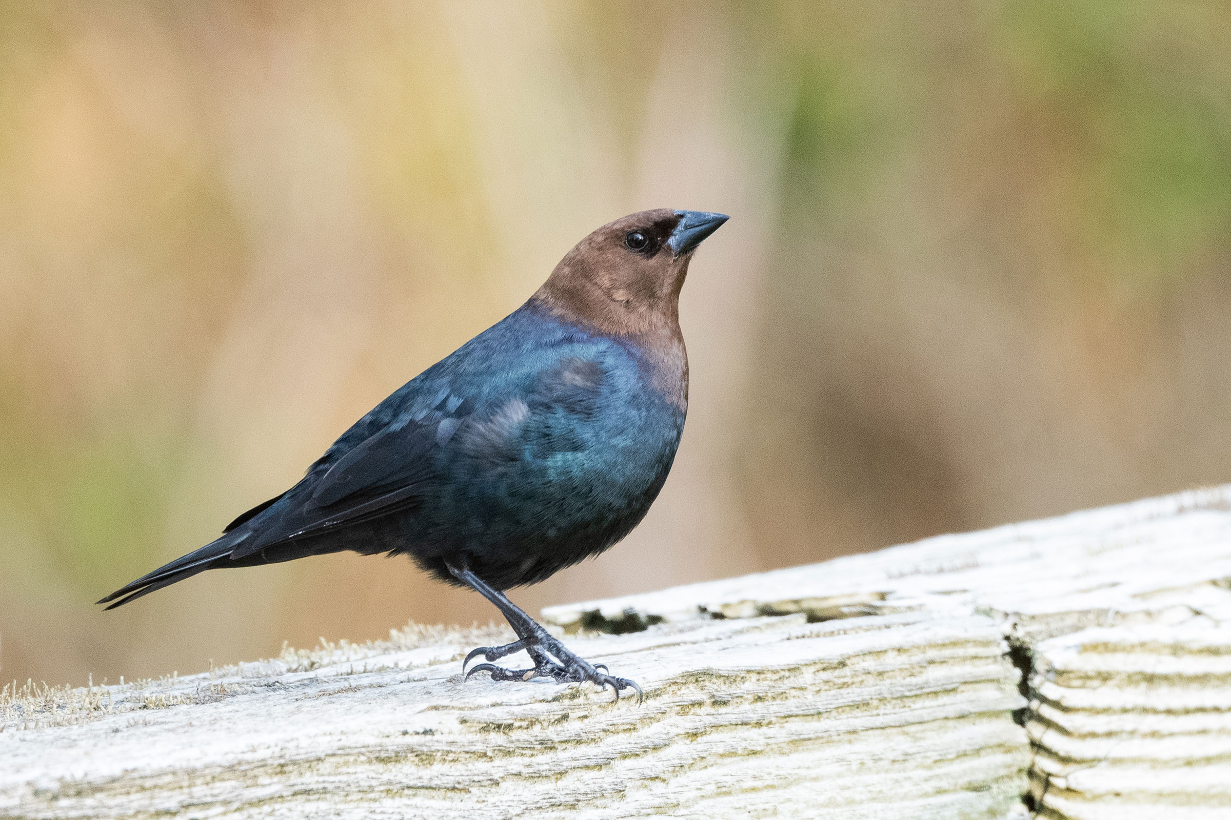 Brown-headed Cowbird - Adult male, photo by Jonathan Irons