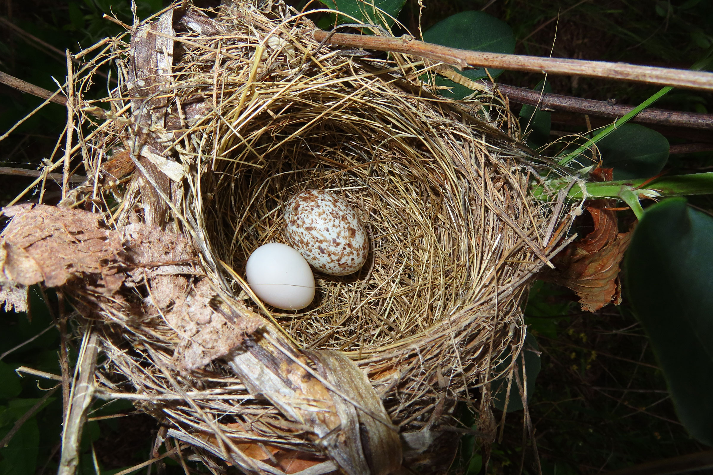 Brown-headed Cowbird - Cowbird egg (speckled) in nest with Indigo Bunting egg, photo by Kim Cook
