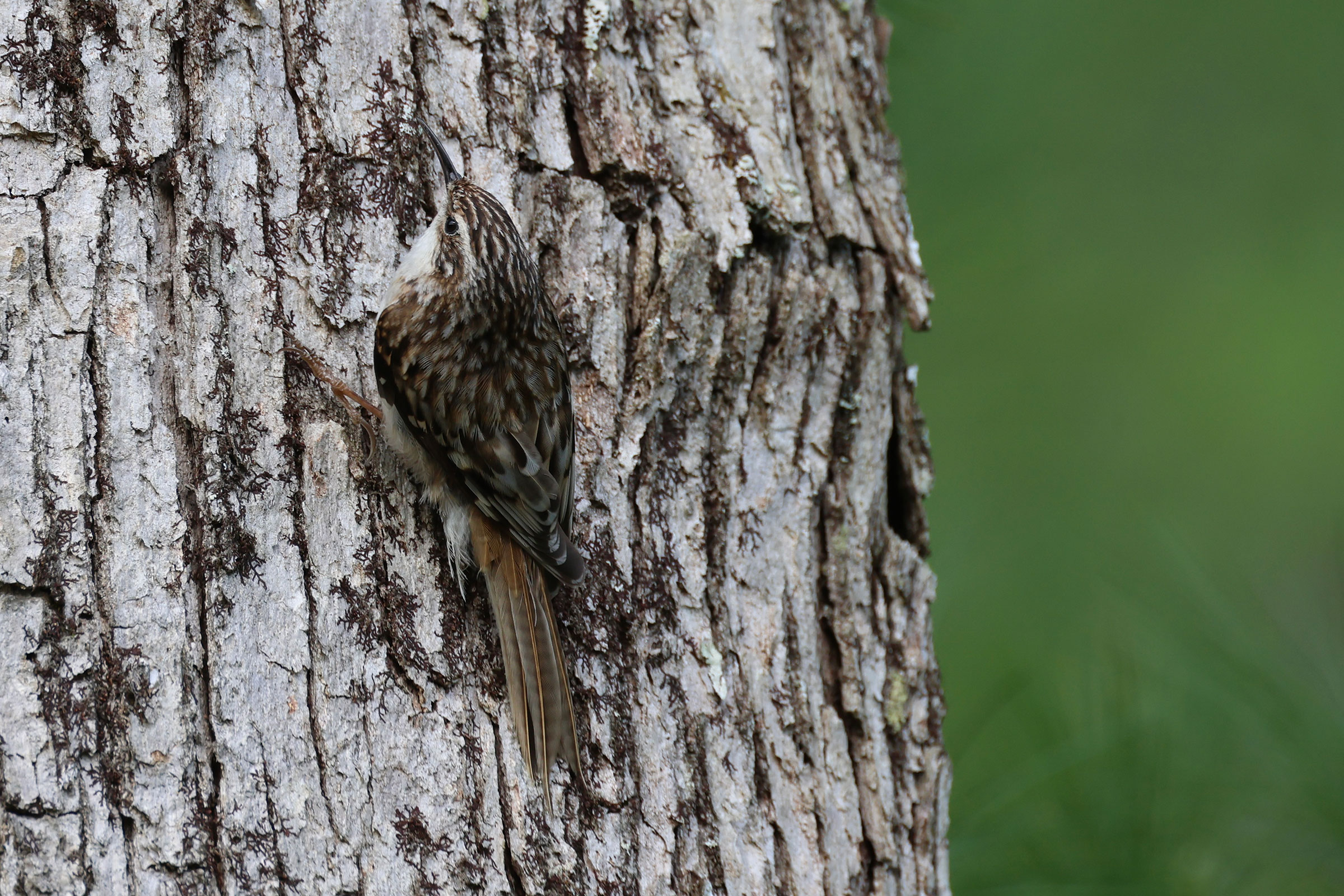 Brown Creeper - Adult, photo by Phil Lehman