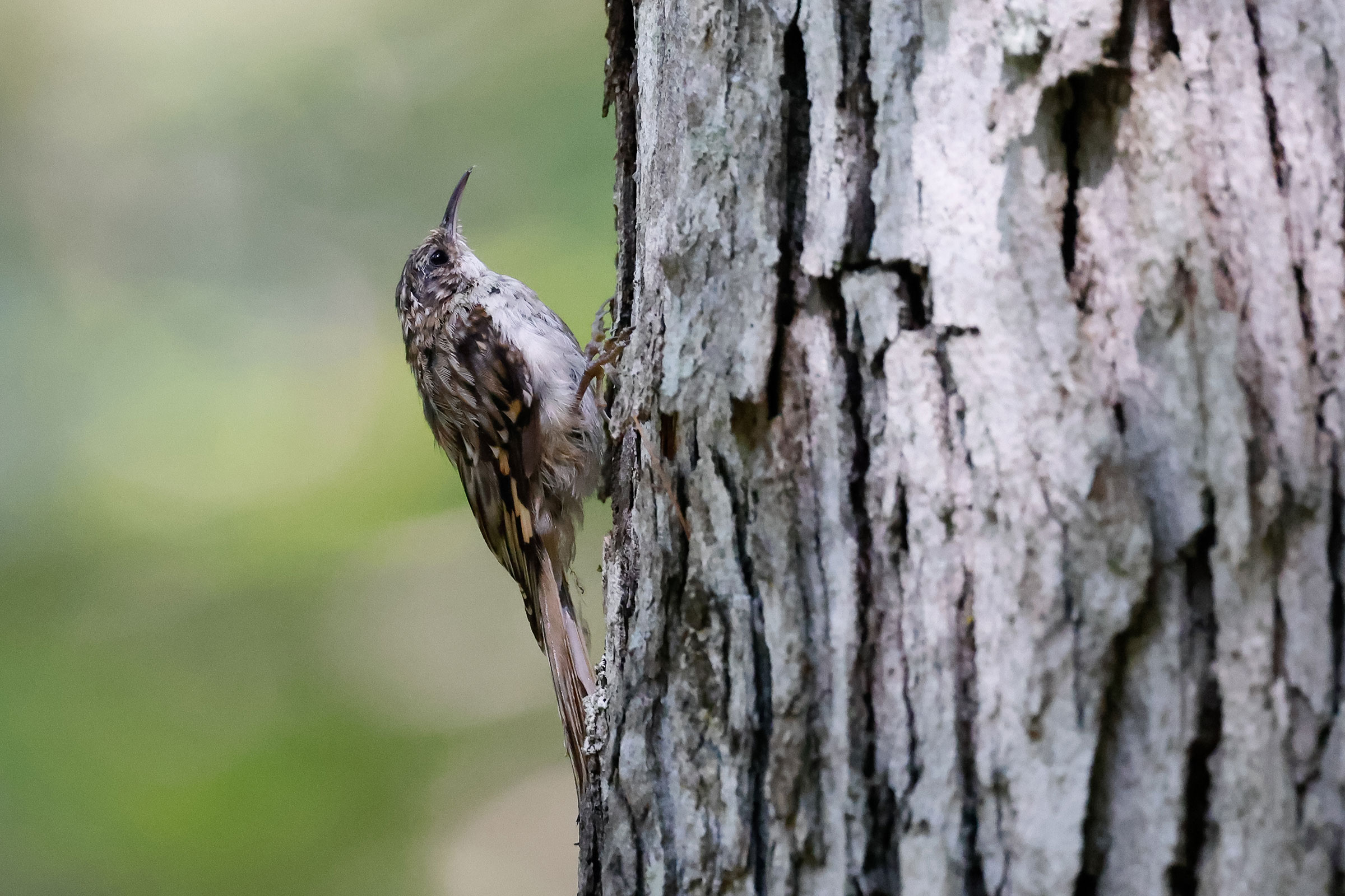 Brown Creeper - Adult, photo by Baxter Beamer