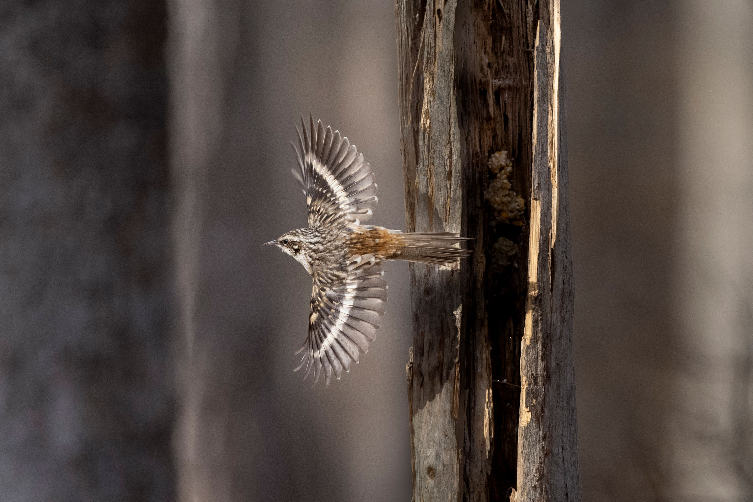 Brown Creeper - Adult flying, photo by Thomas K. Haycraft