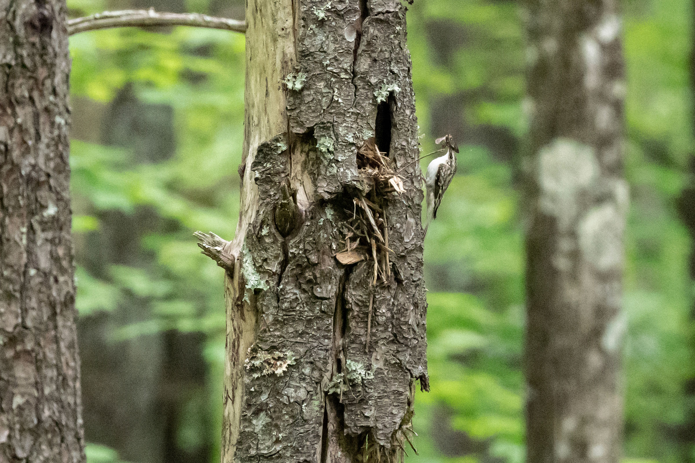 Brown Creeper - Adult at nest hole with food, photo by Vic Laubach