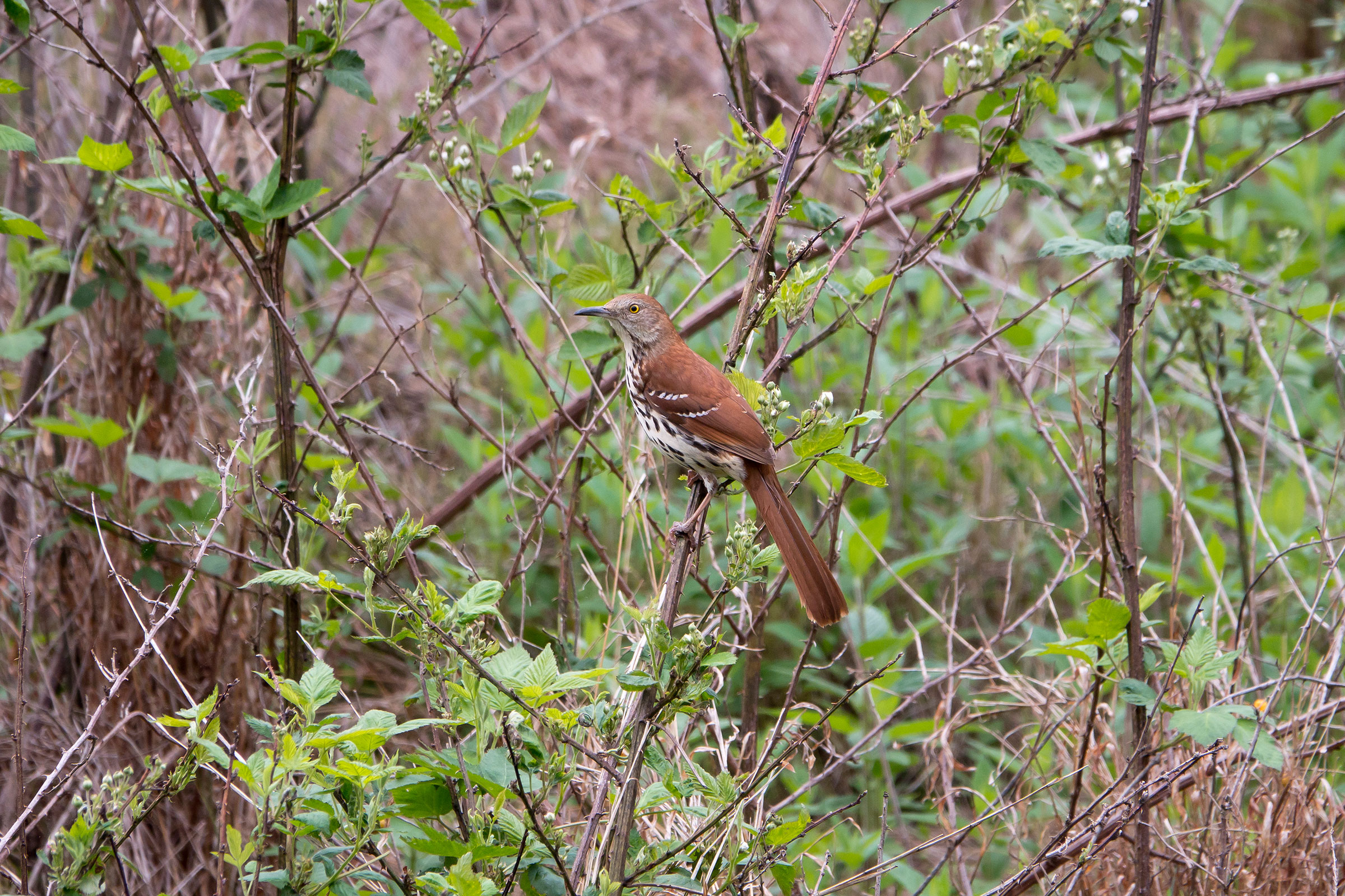 Brown Thrasher - Adult, photo by Dave Boltz