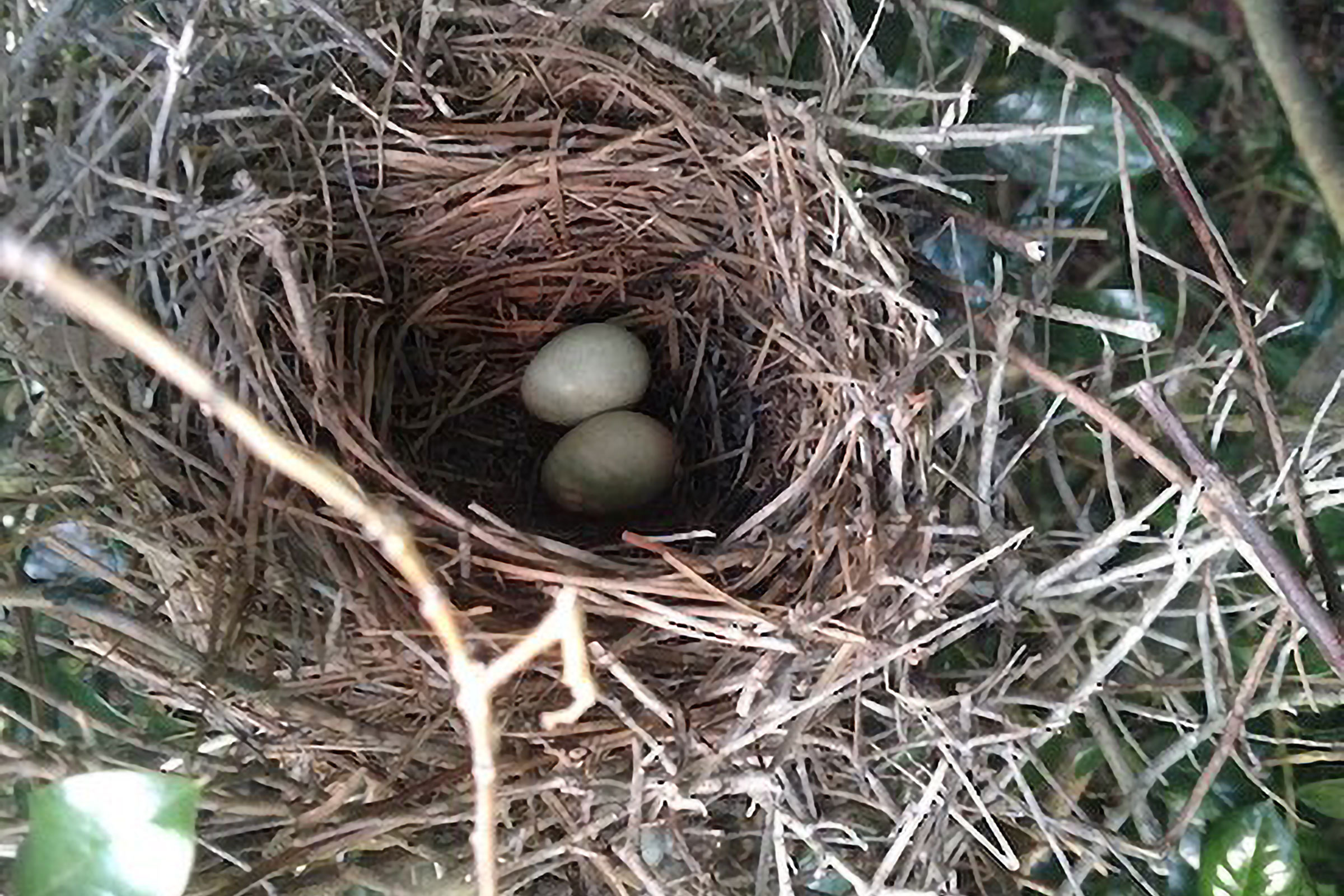 Brown Thrasher - Nest with eggs, photo by Mark Sopko 