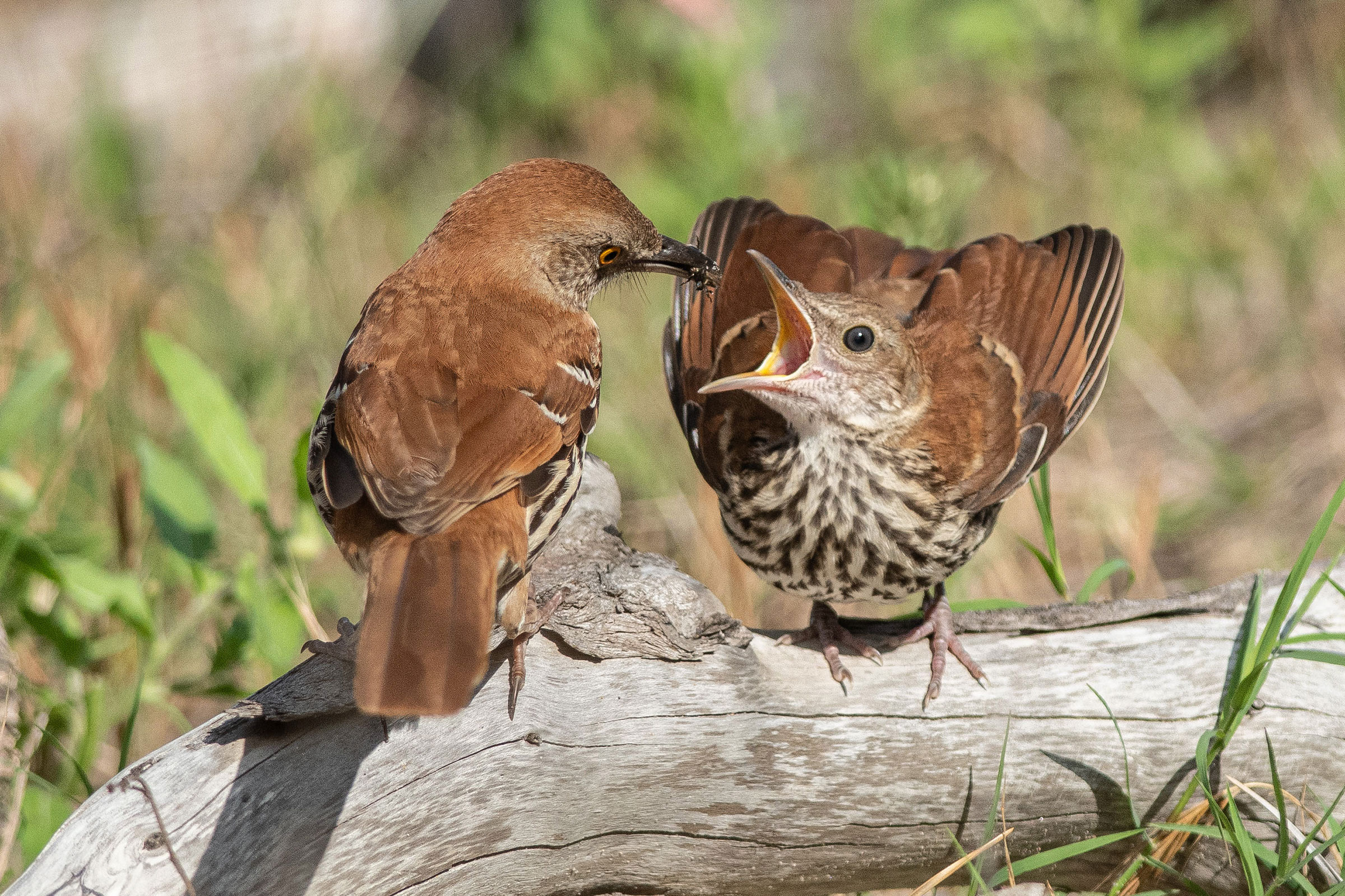 Brown Thrasher - Feeding young, photo by MC Miguez