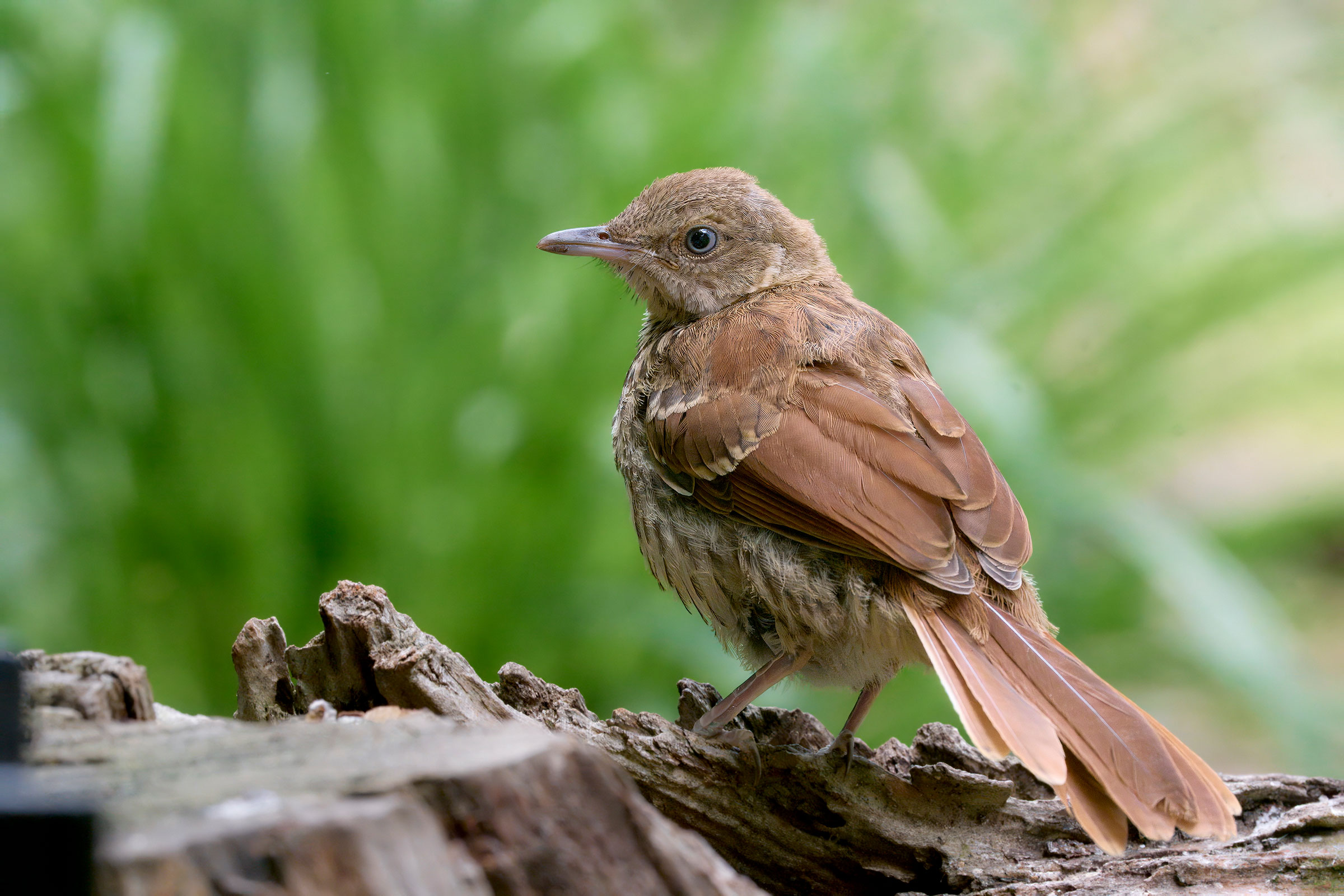 Brown Thrasher - Immature, photo by Corby Amos