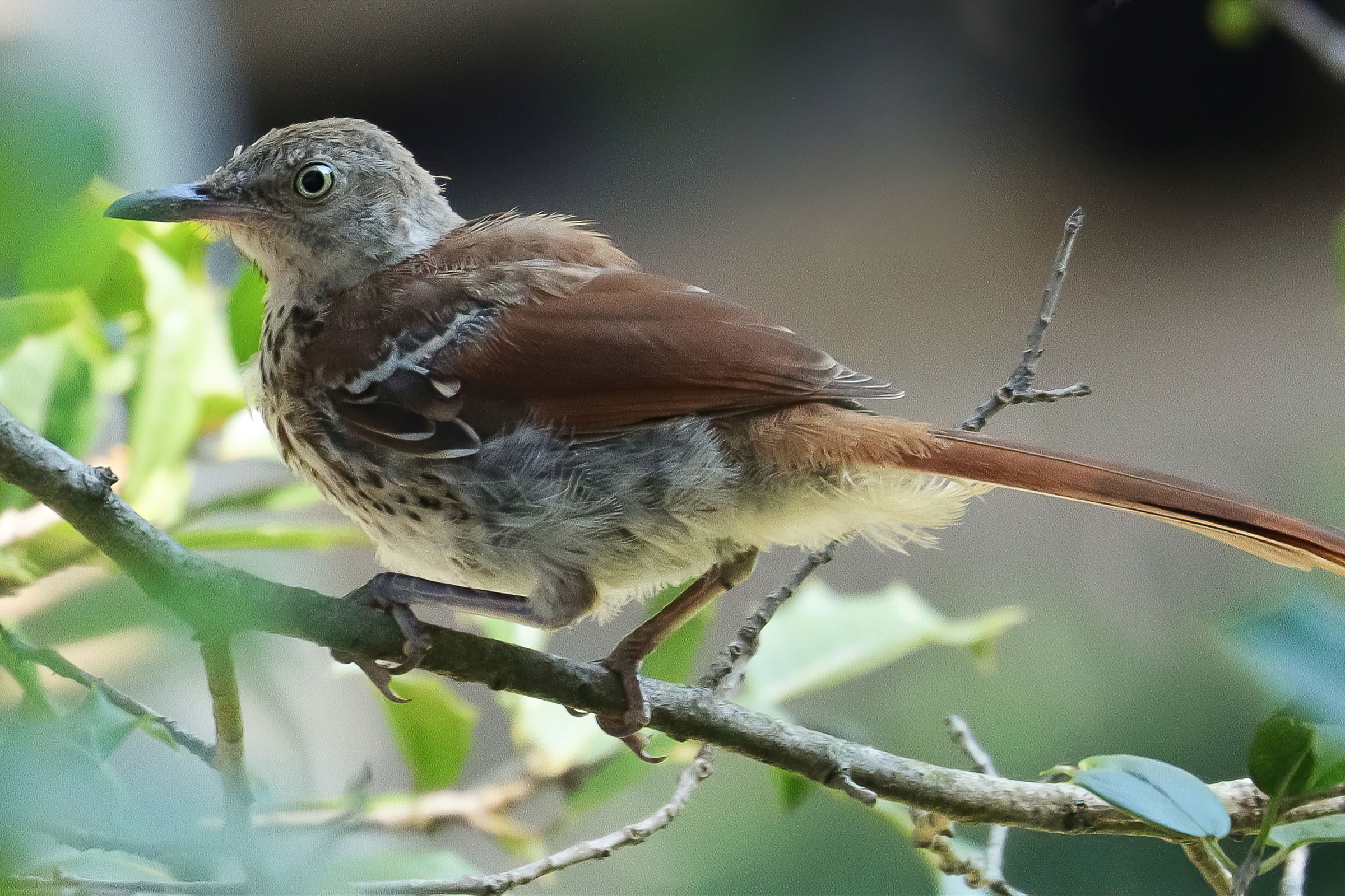 Brown Thrasher - Juvenile, photo by Deborah Humphries