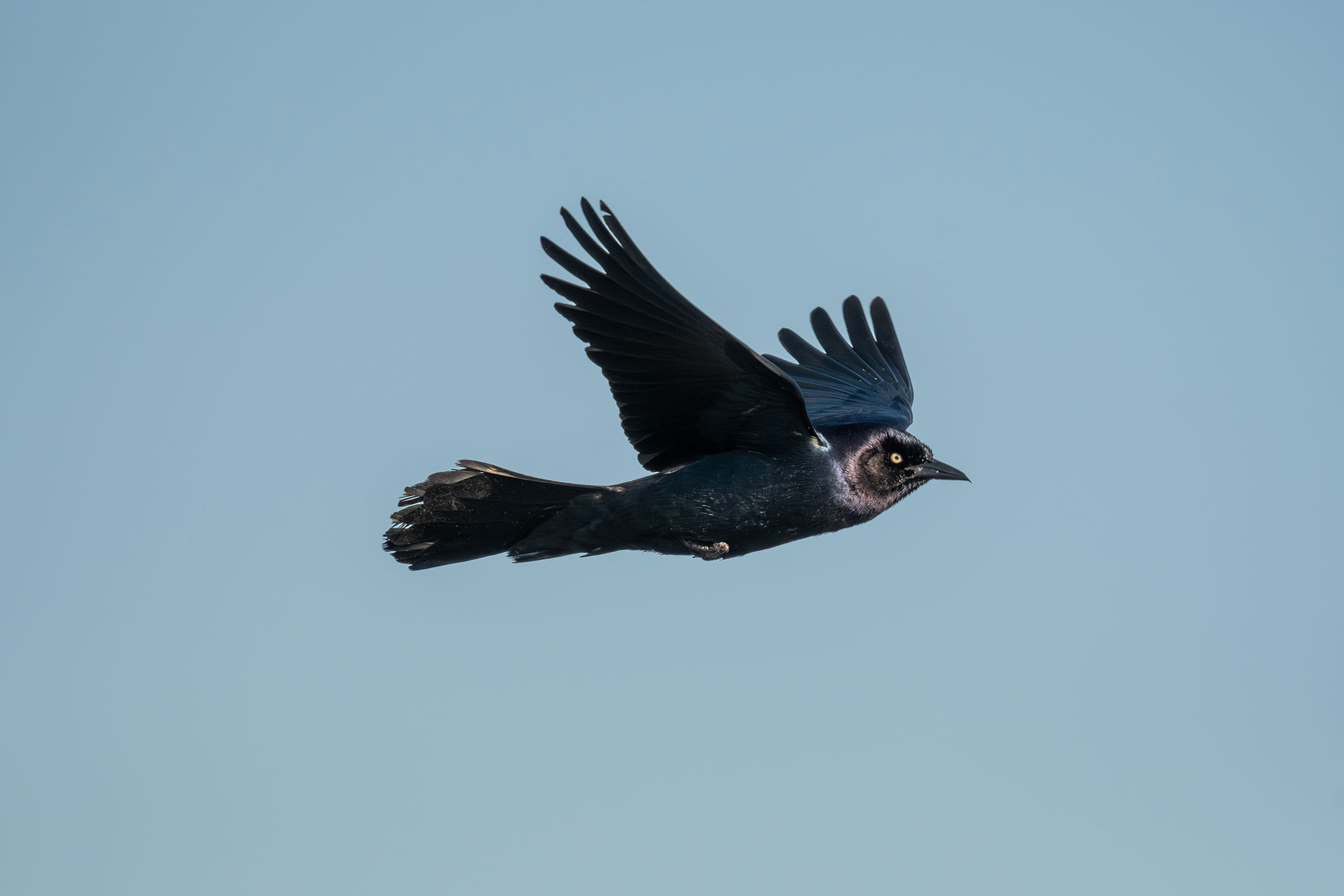 Boat-tailed Grackle - Adult male in flight, photo by Joe Mahaffey