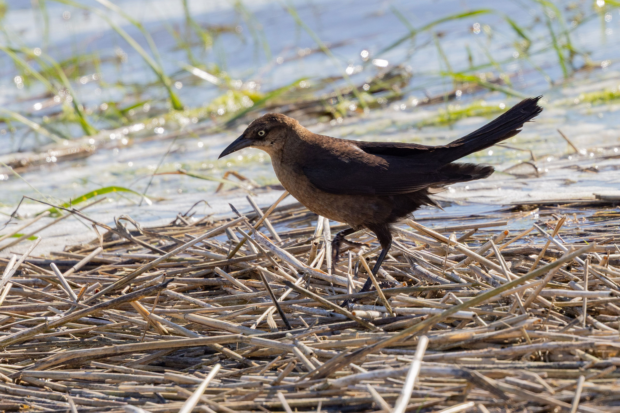Boat-tailed Grackle - Adult female, photo by Dixie Sommers
