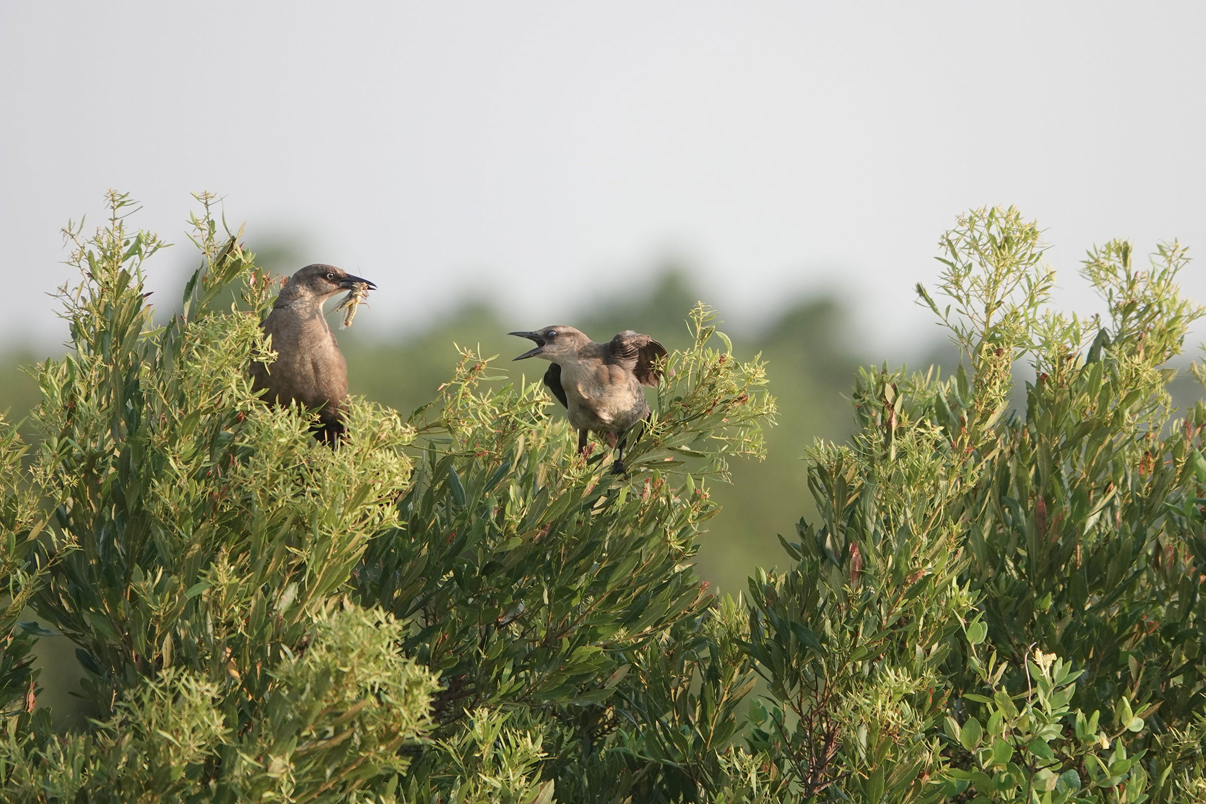 Boat-tailed Grackle - Feeding juveniles, photo by Steve Keith