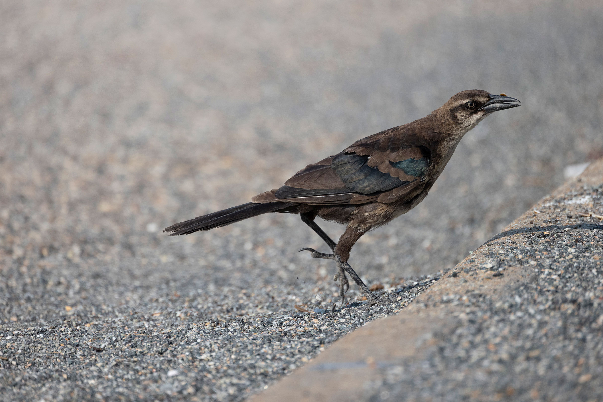 Boat-tailed Grackle - Immature, photo by Judy Jones
