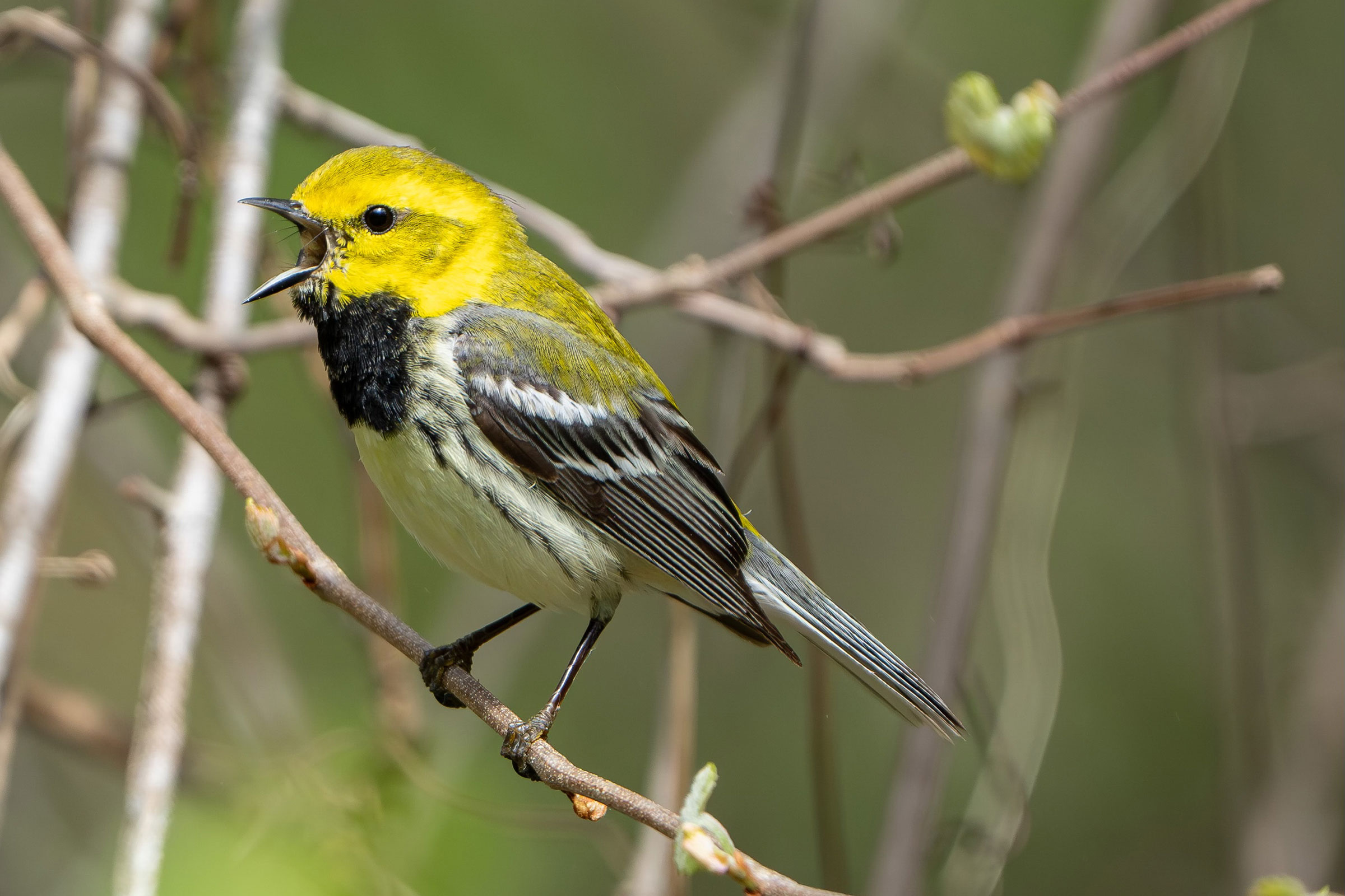 Black-throated Green Warbler  - Adult male, photo by MC Miguez