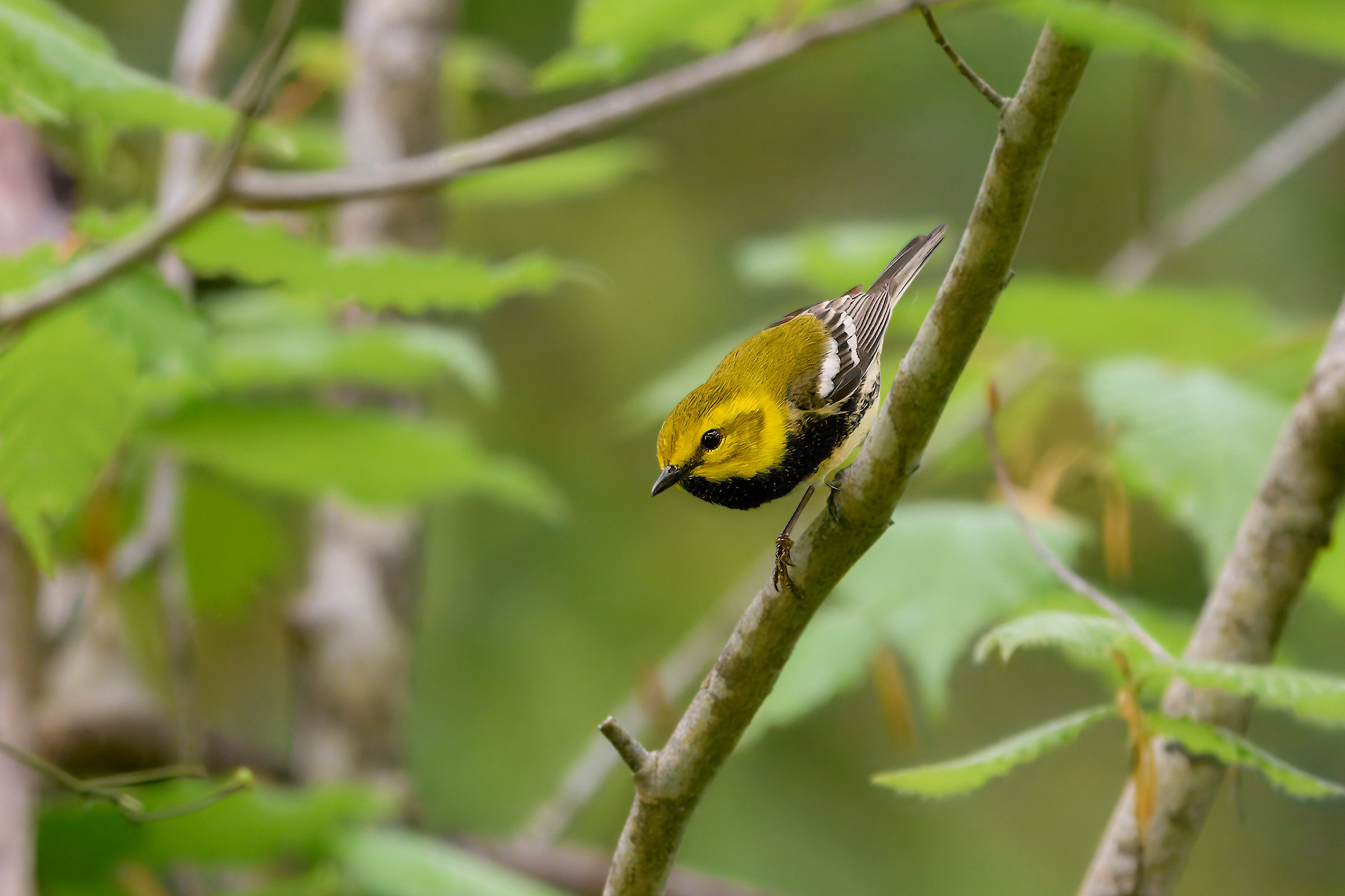 Black-throated Green Warbler  - Adult male, photo by Corby Amos