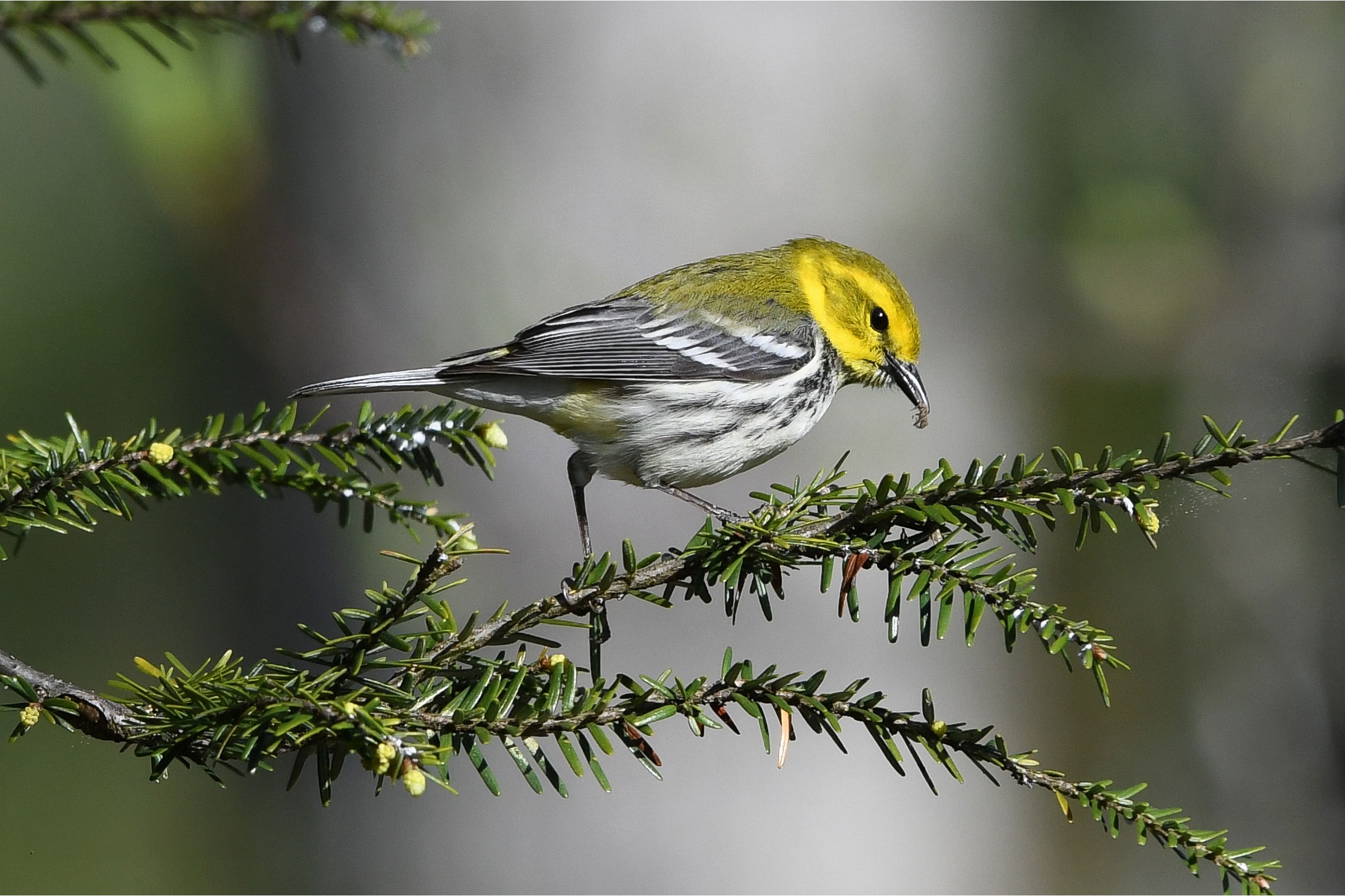 Black-throated Green Warbler  - Adult female, photo by Dick Rowe