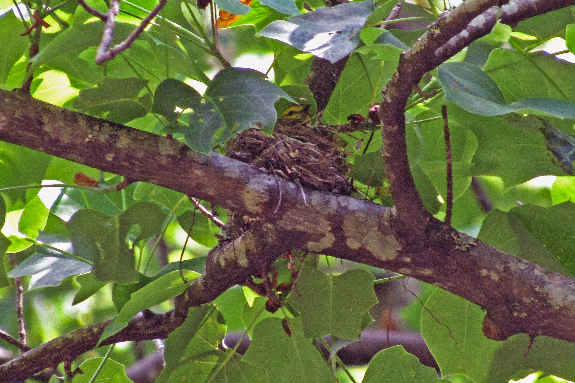 Black-throated Green Warbler  - Adult on nest, photo by Garrett Rhyne