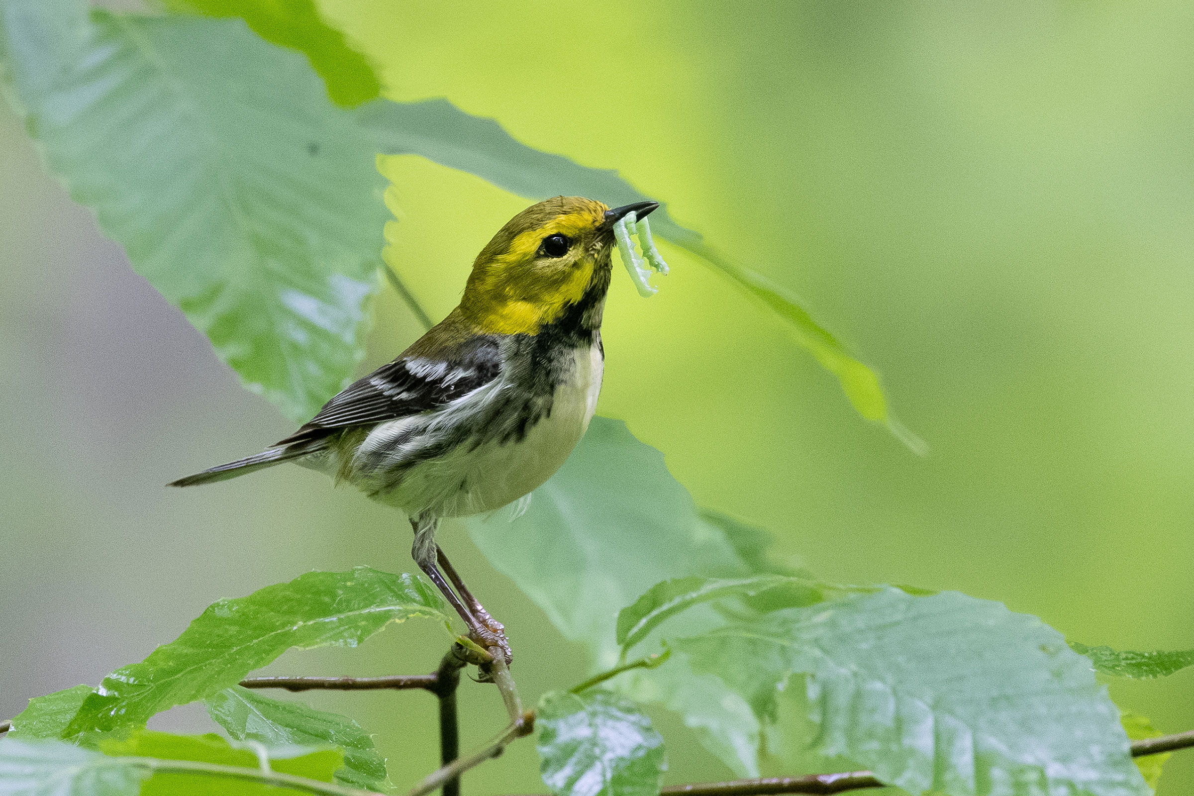 Black-throated Green Warbler  - Male carrying food, photo by Baxter Beamer