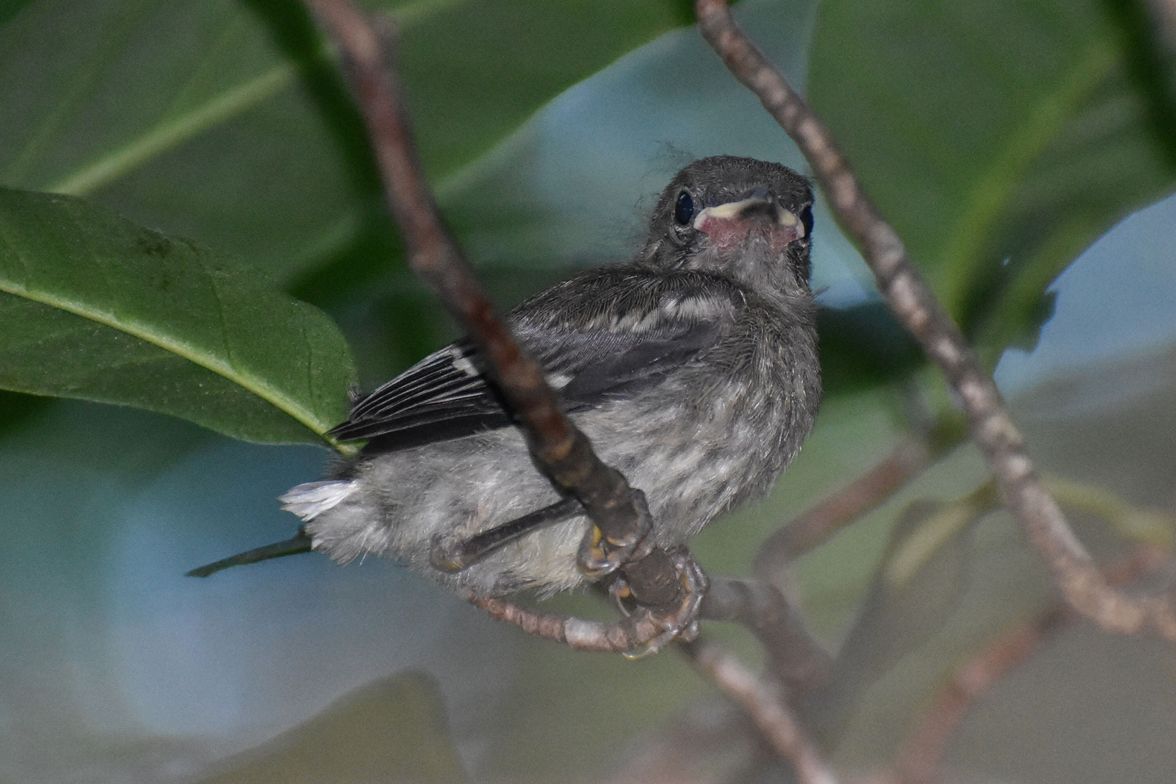 Black-throated Green Warbler  - Juvenile, photo by Andrew Rapp