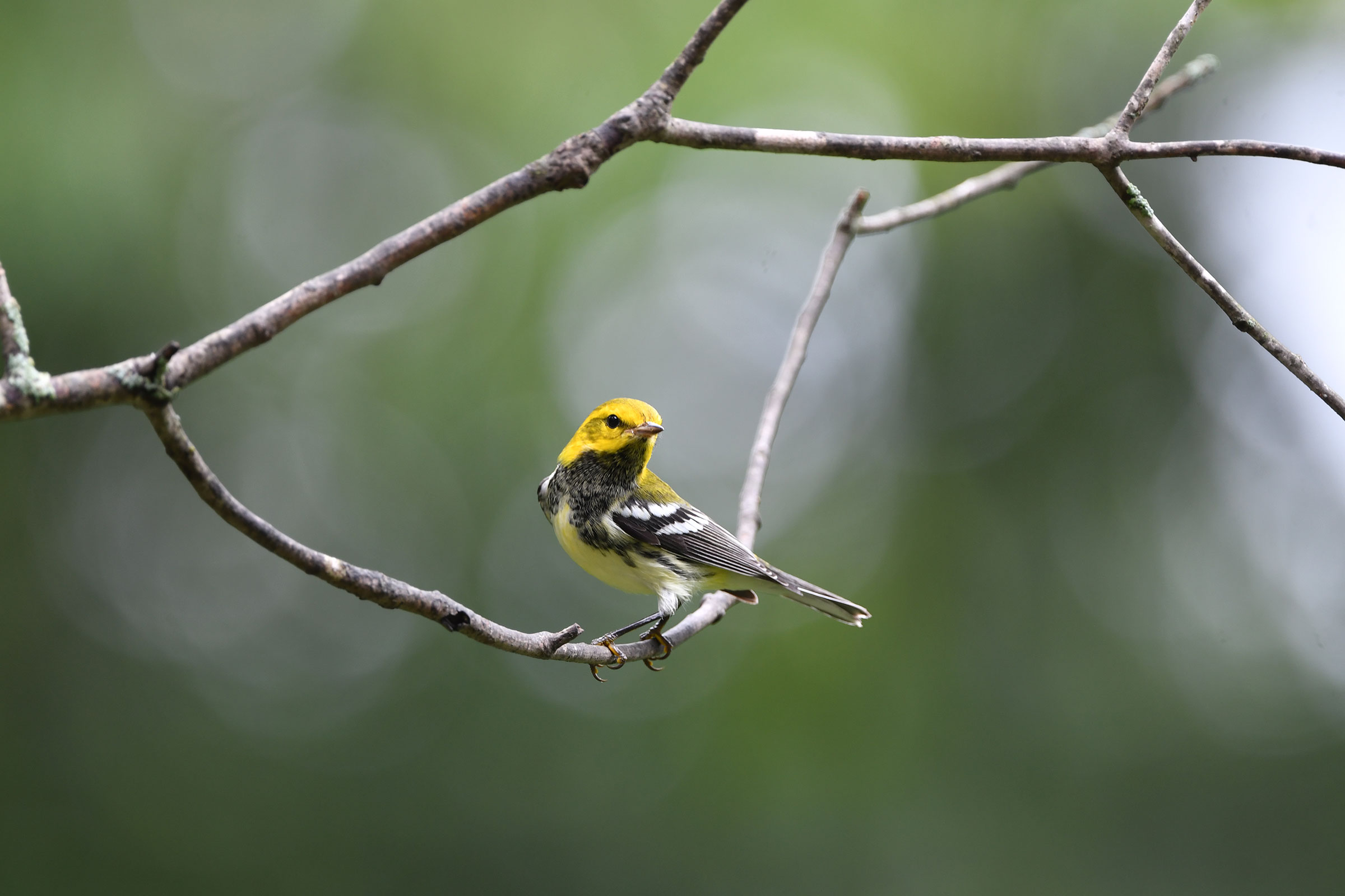 Black-throated Green Warbler  - Immature male, photo by Gerco Hoogeweg