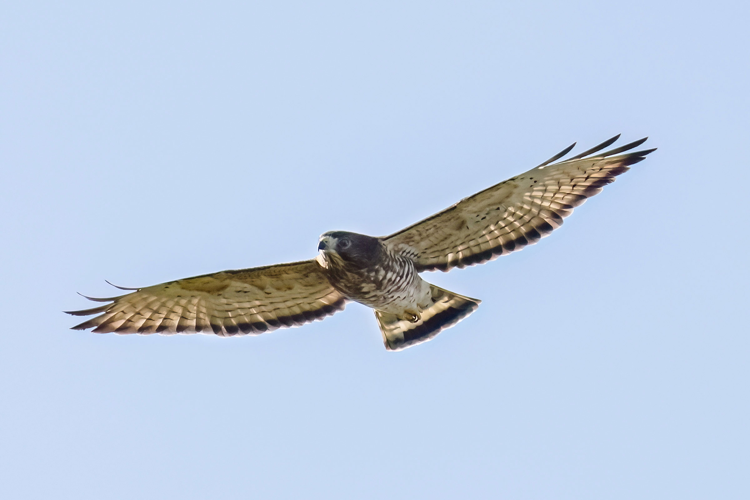 Broad-winged Hawk - Adult in flight, photo by Deborah Humphries