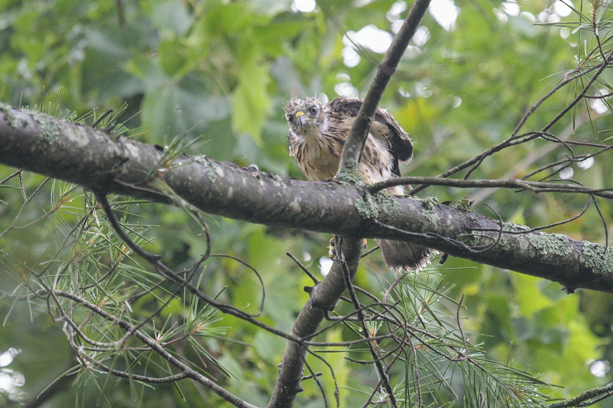 Broad-winged Hawk - Juvenile, photo by Margaret Poethig