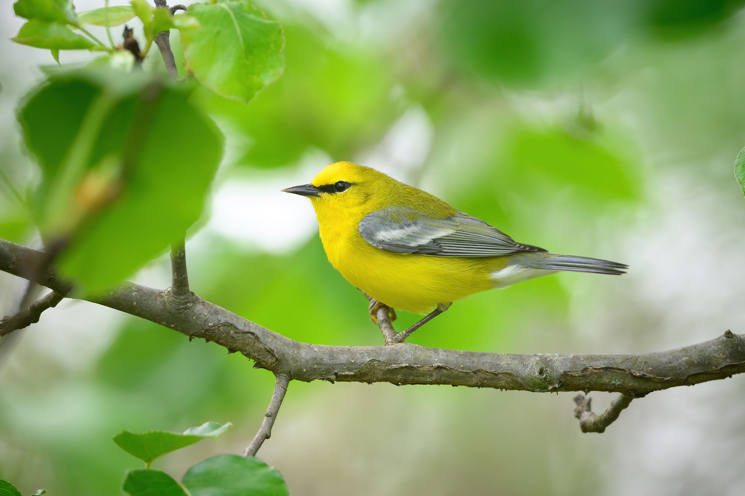 Blue-winged Warbler - Adult male, photo by Jim Emery