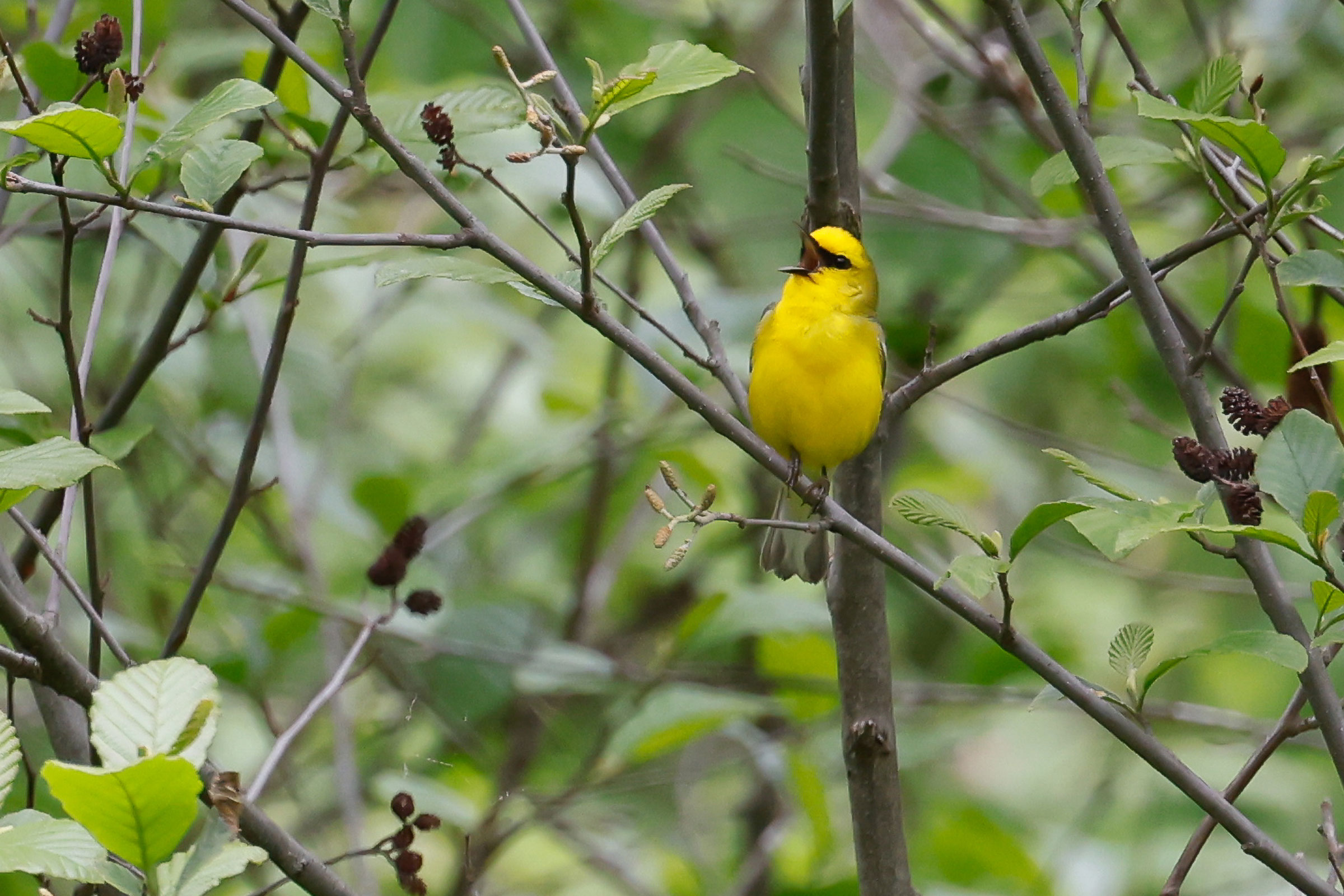 Blue-winged Warbler - Nest with young, photo by Baxter Beamer