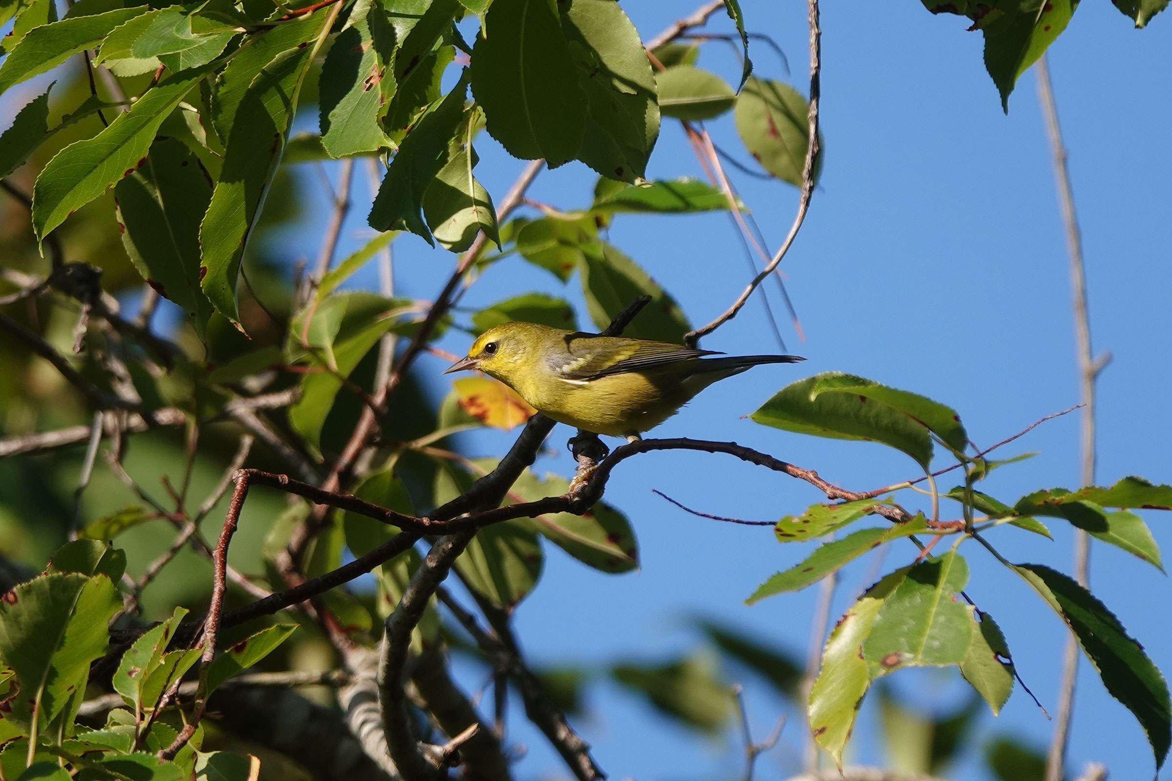 Blue-winged Warbler - Immature, photo by June McDaniels