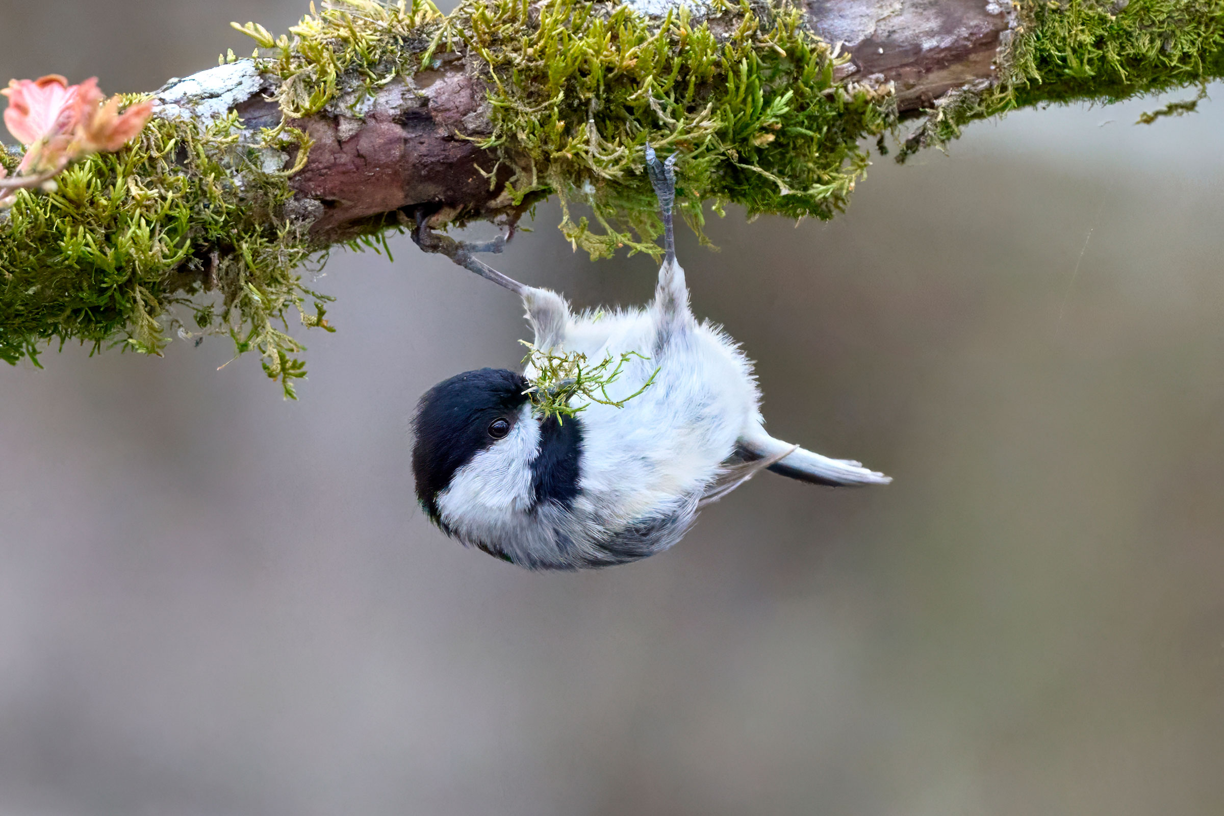 Carolina Chickadee - Adult with nesting material, photo by Corby Amos
