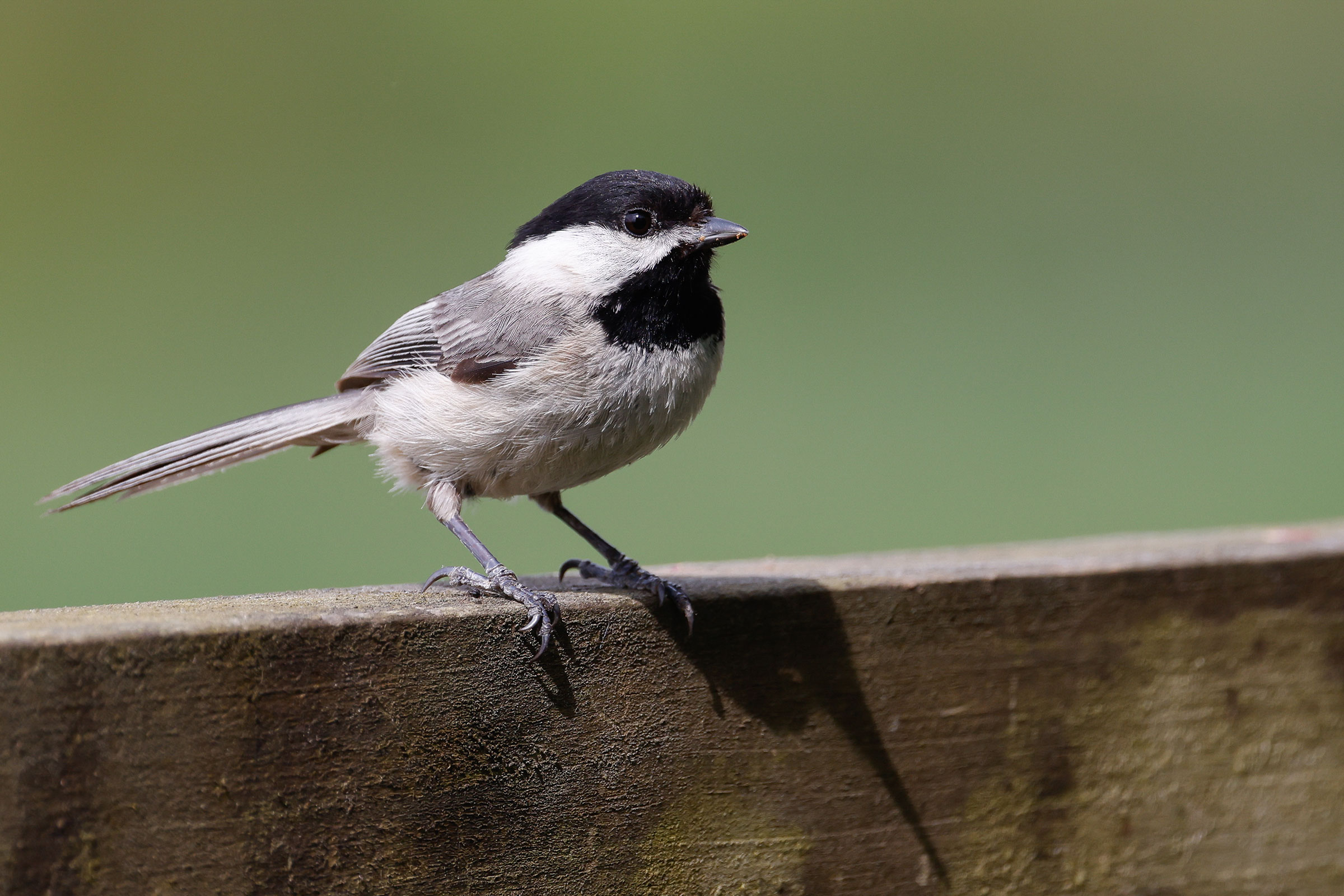 Carolina Chickadee - Adult, photo by Baxter Beamer