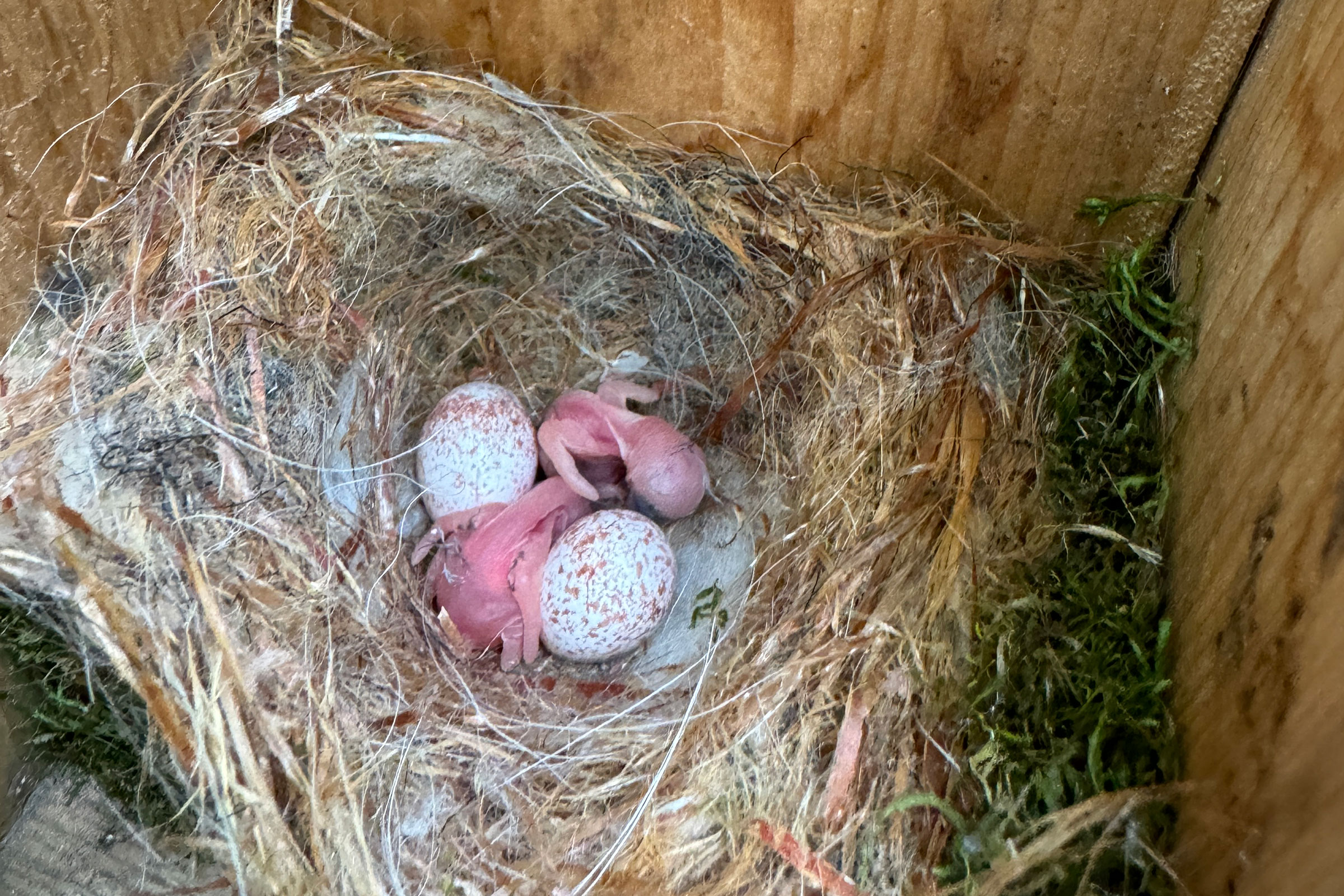 Carolina Chickadee - Nest with eggs and hatchlings, photo by Shirley Devan