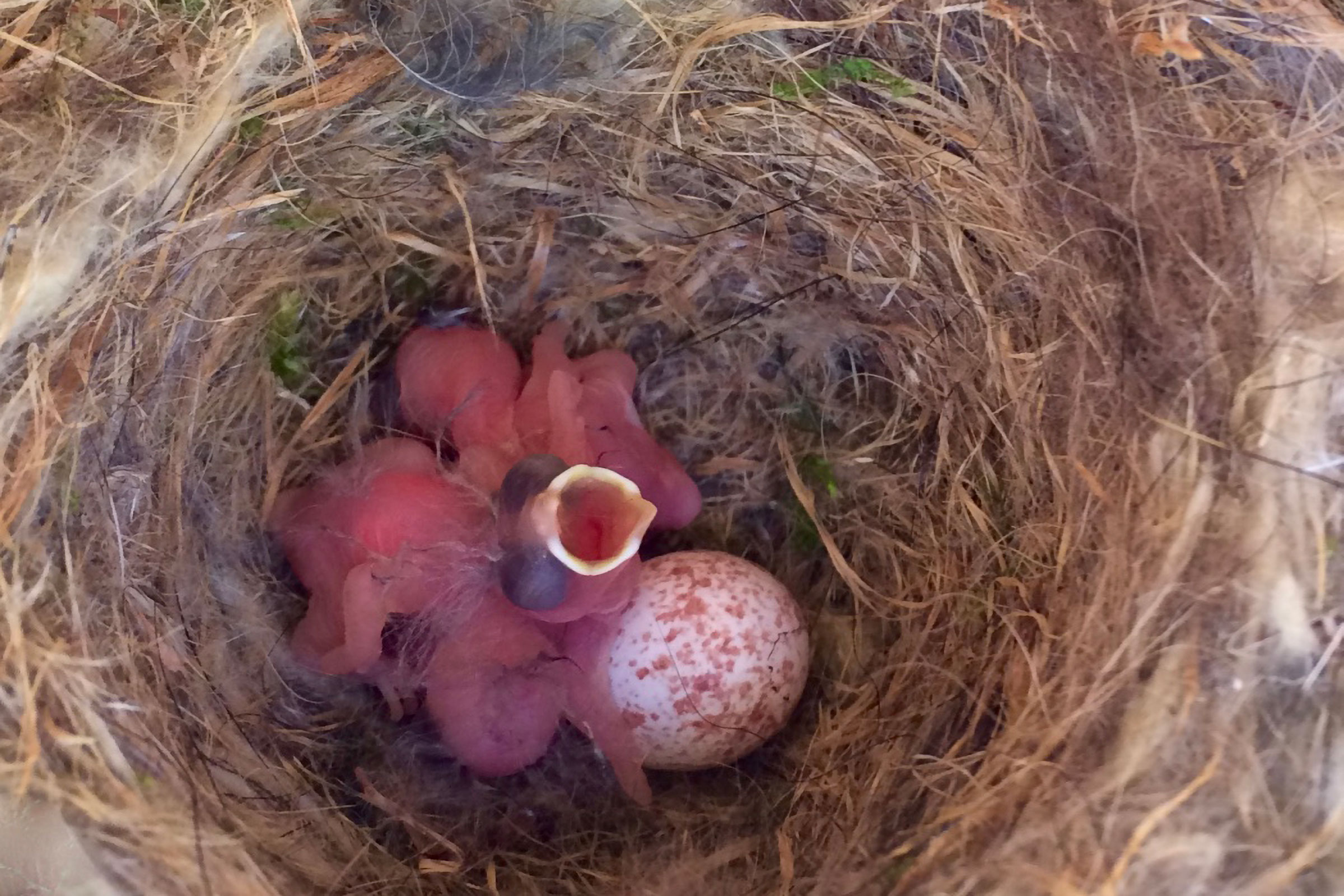 Carolina Chickadee - Nest with eggs and hatchlings, photo by JoAnn Dalley