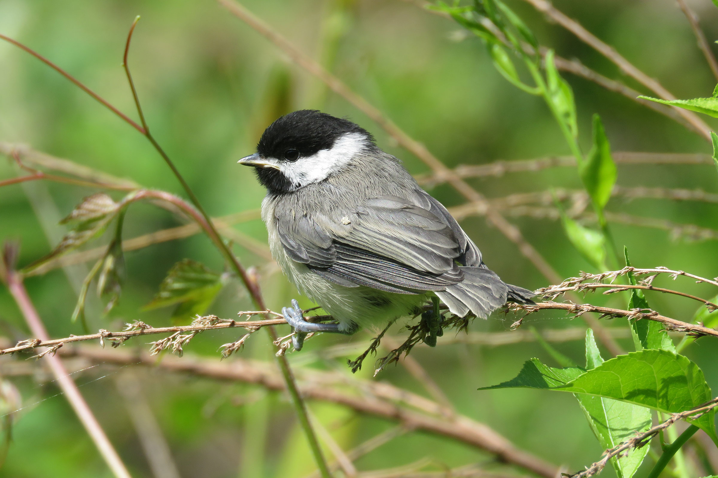 Carolina Chickadee - Juvenile, photo by Elton Morel