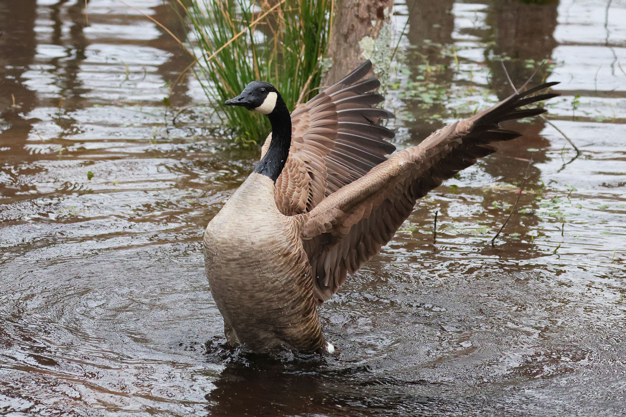 Canada Goose - Adult, photo by Deborah Humphries