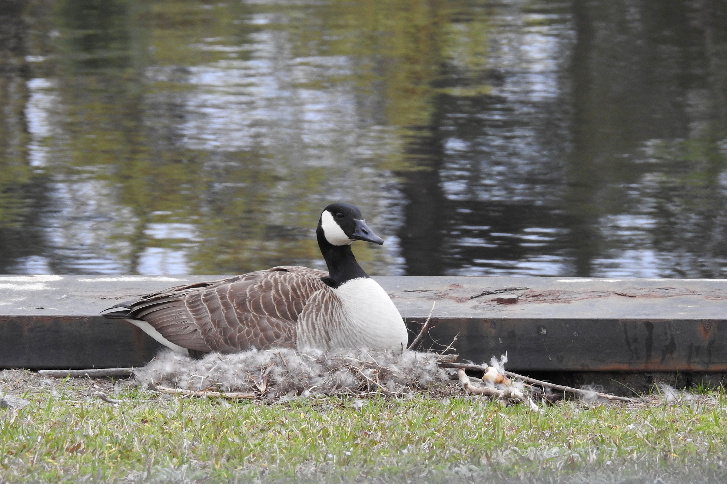 Canada Goose - Adult on nest, photo by Laura Mae