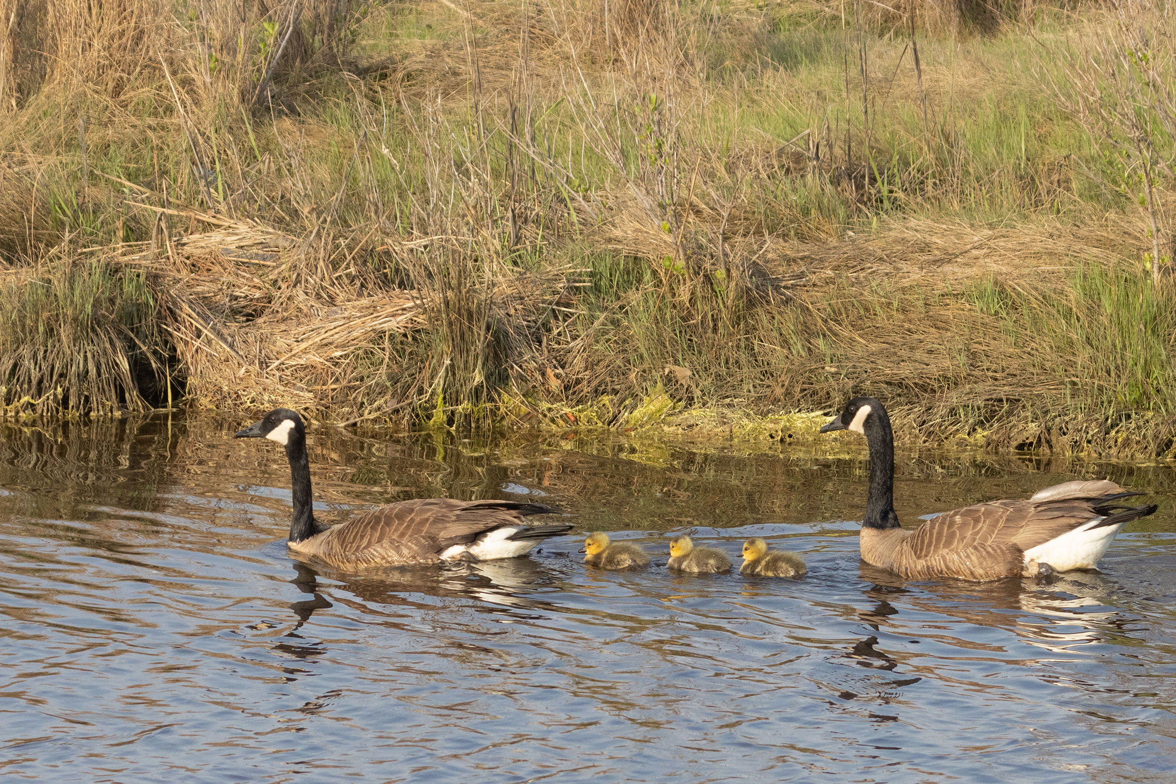 Canada Goose - Family swimming, photo by Dixie Sommers