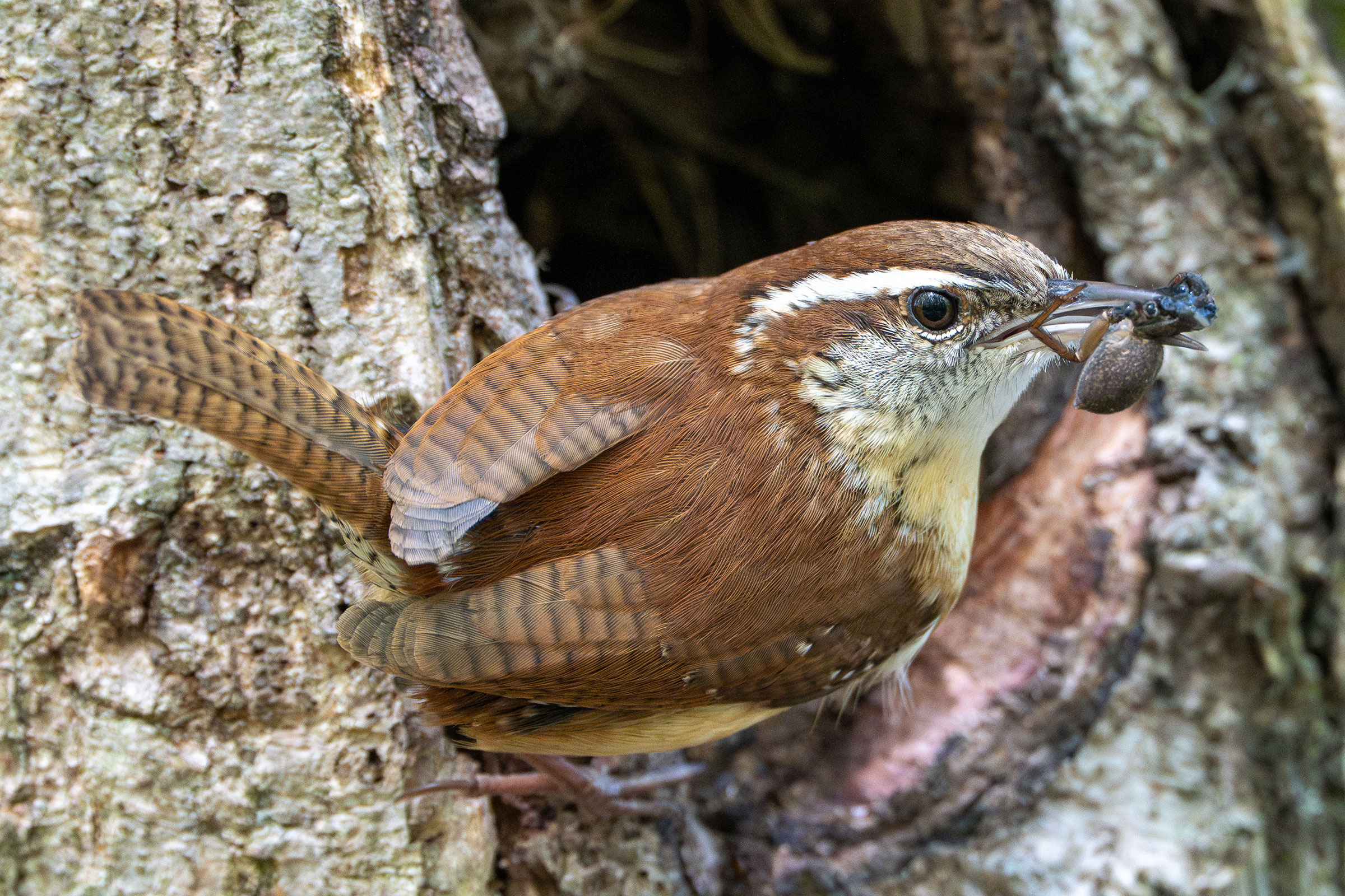 Carolina Wren - Adult, photo by Matthew Herron
