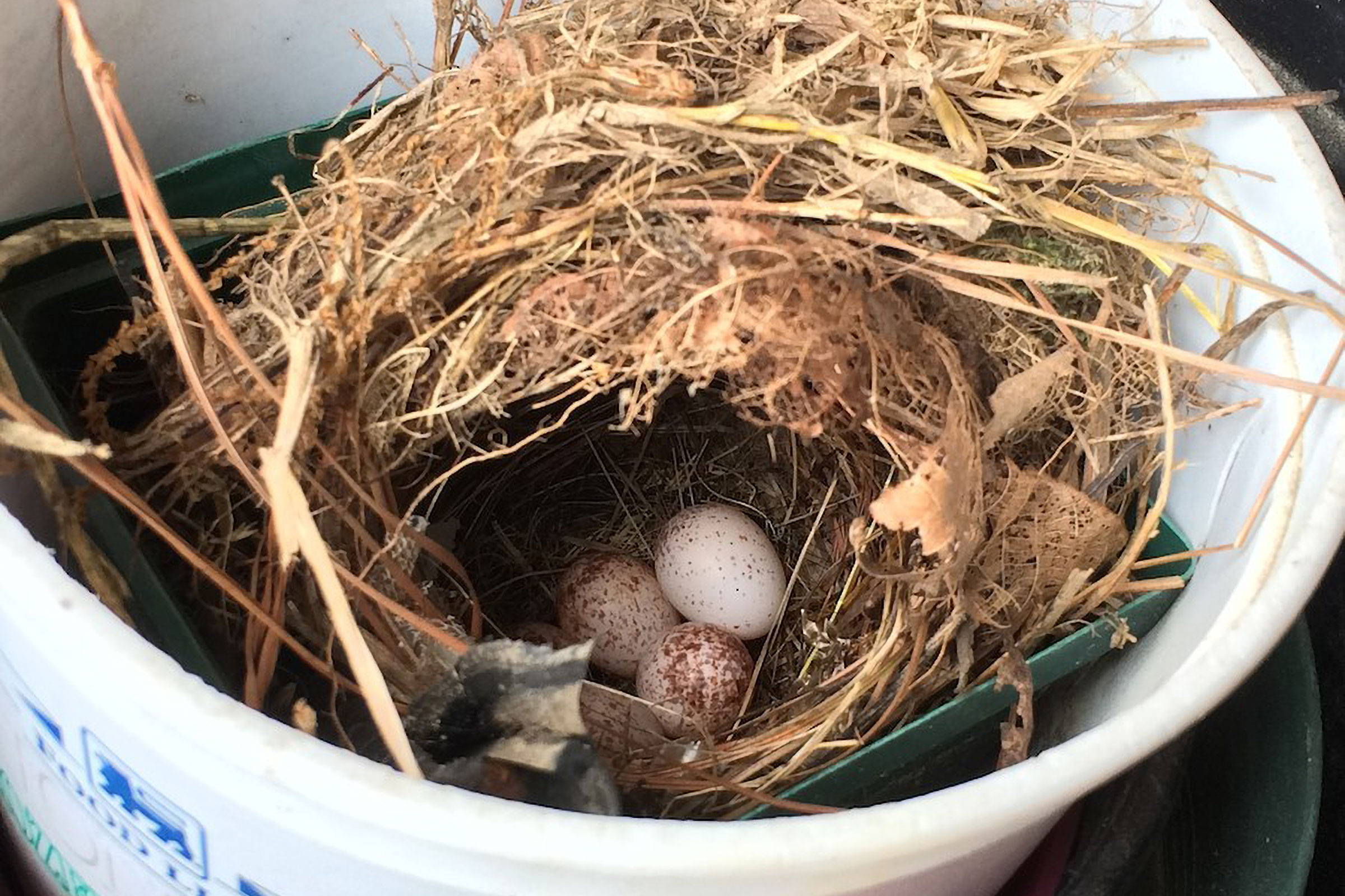 Carolina Wren - Nest with eggs, photo by Sue Rice