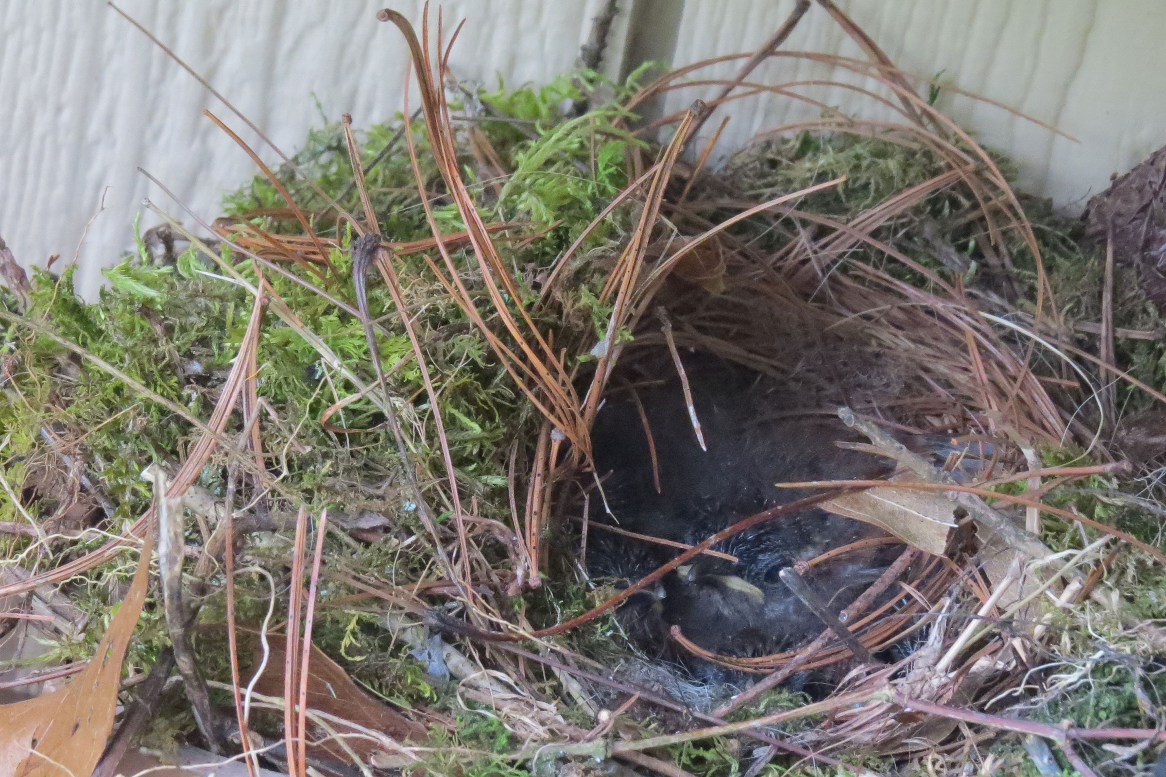 Carolina Wren - Nest with young, photo by Steven Hopp