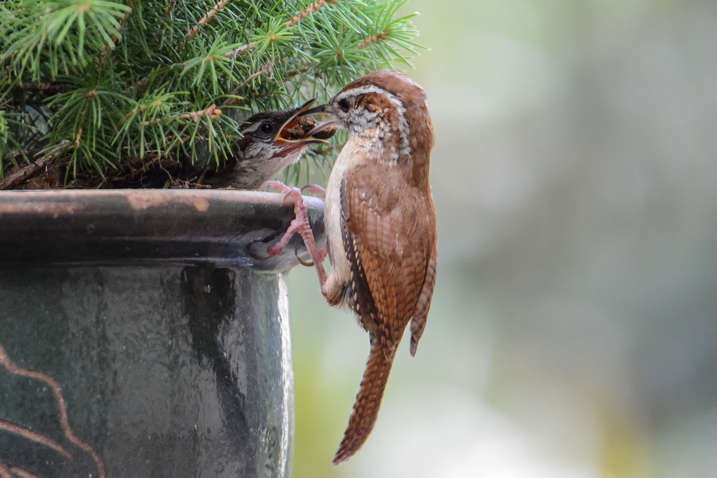 Carolina Wren - Feeding young, photo by Bill Williams