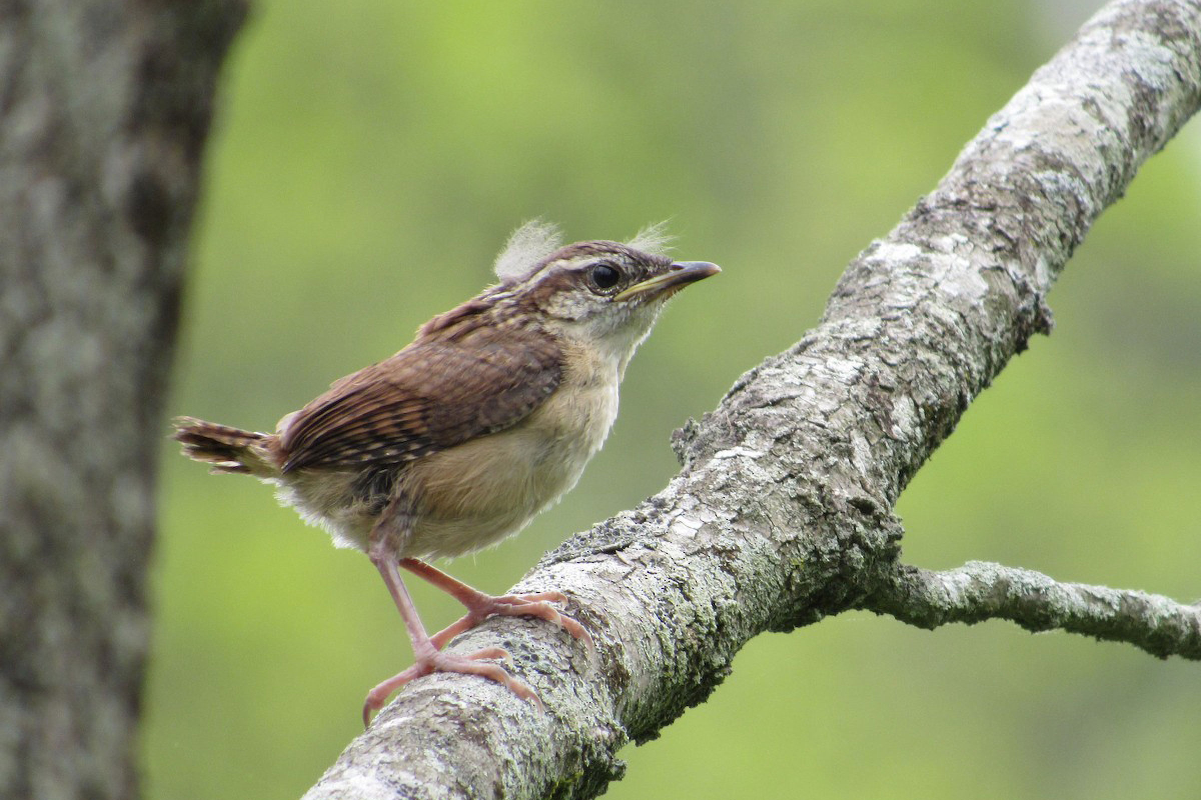Carolina Wren - Fledgling, photo by Timothy Blanchard