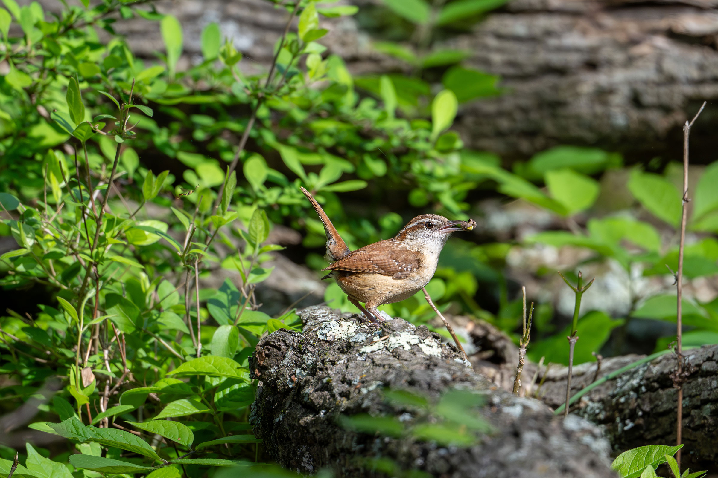 Carolina Wren - Carrying food, photo by Joe Mahaffey