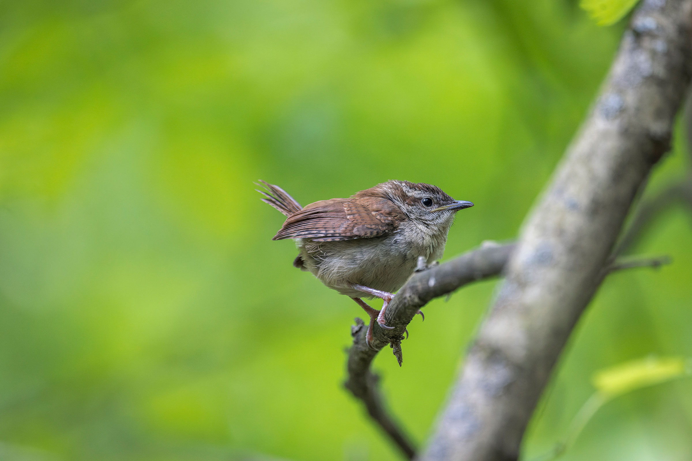 Carolina Wren - Immature, photo by Alan Phipps