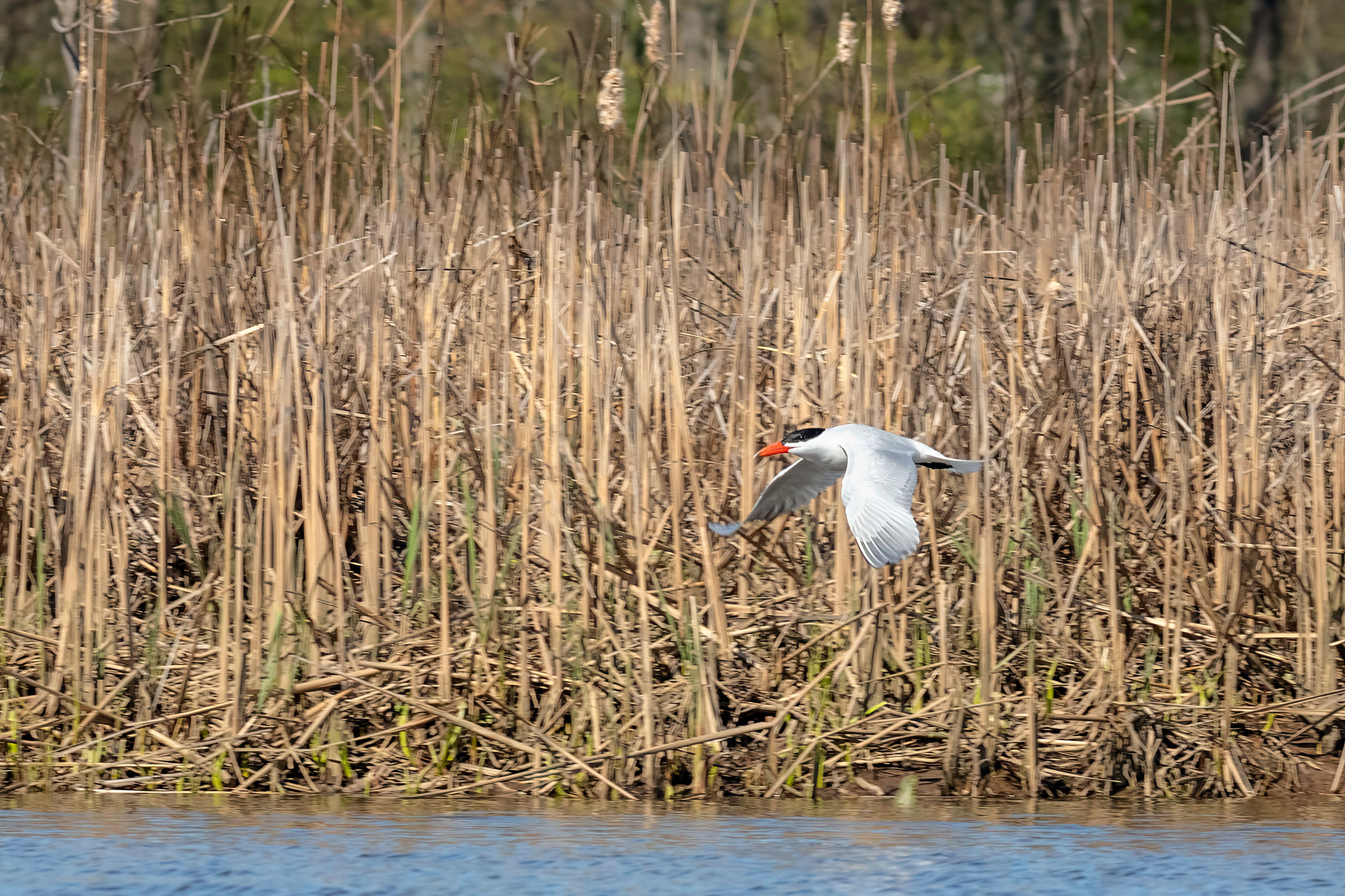 Caspian Tern - Adult in flight, photo by Todd Kiraly
