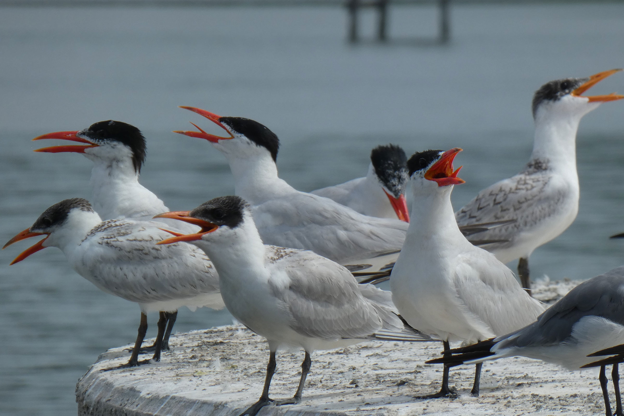 Caspian Tern - Juveniles, photo by Brian Taber