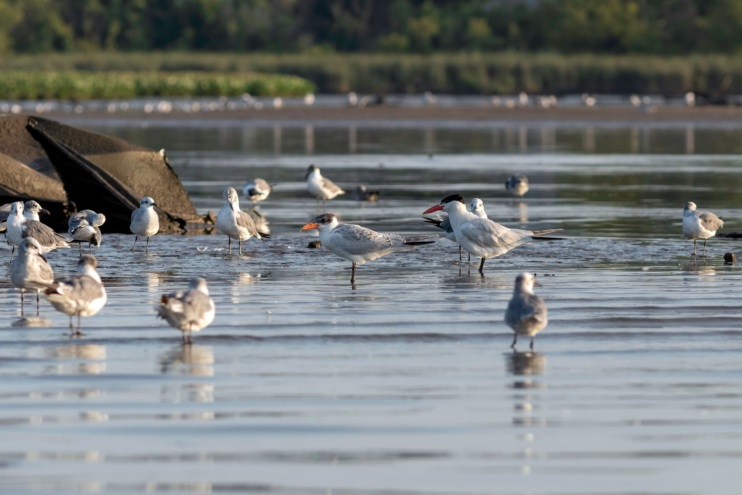 Caspian Tern - Immature with adult, photo by Todd Kiraly